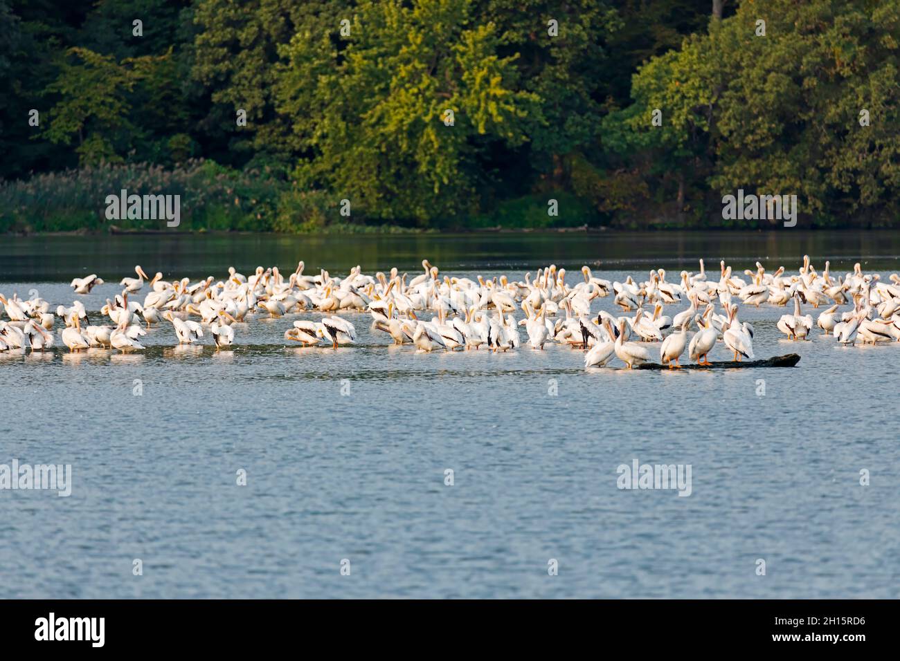 Pélicanes blancs américains à Starved Rock sur l'Illinois River Banque D'Images
