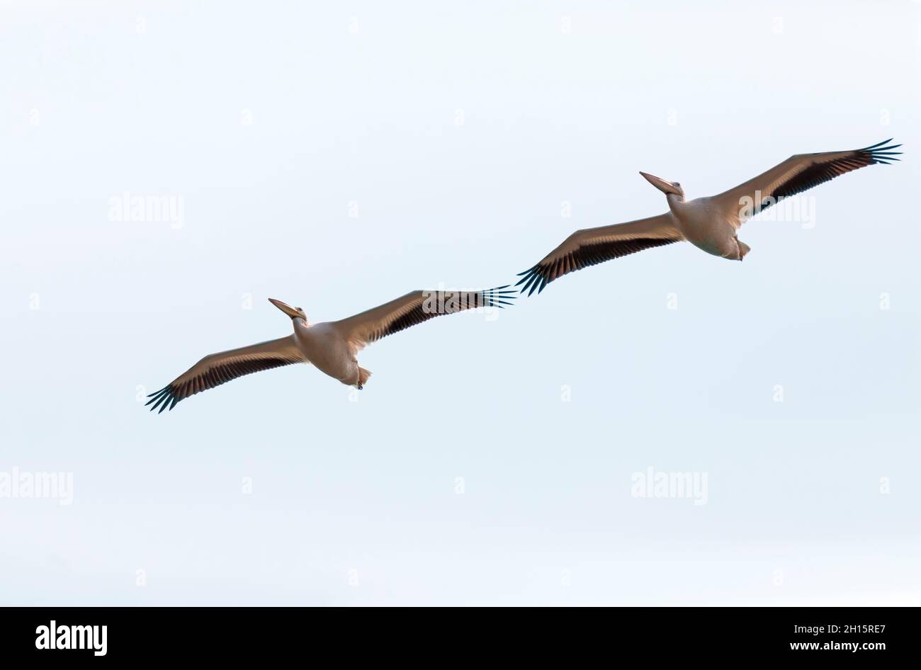 Pélicanes blancs américains volant au-dessus de Starved Rock sur l'Illinois River Banque D'Images