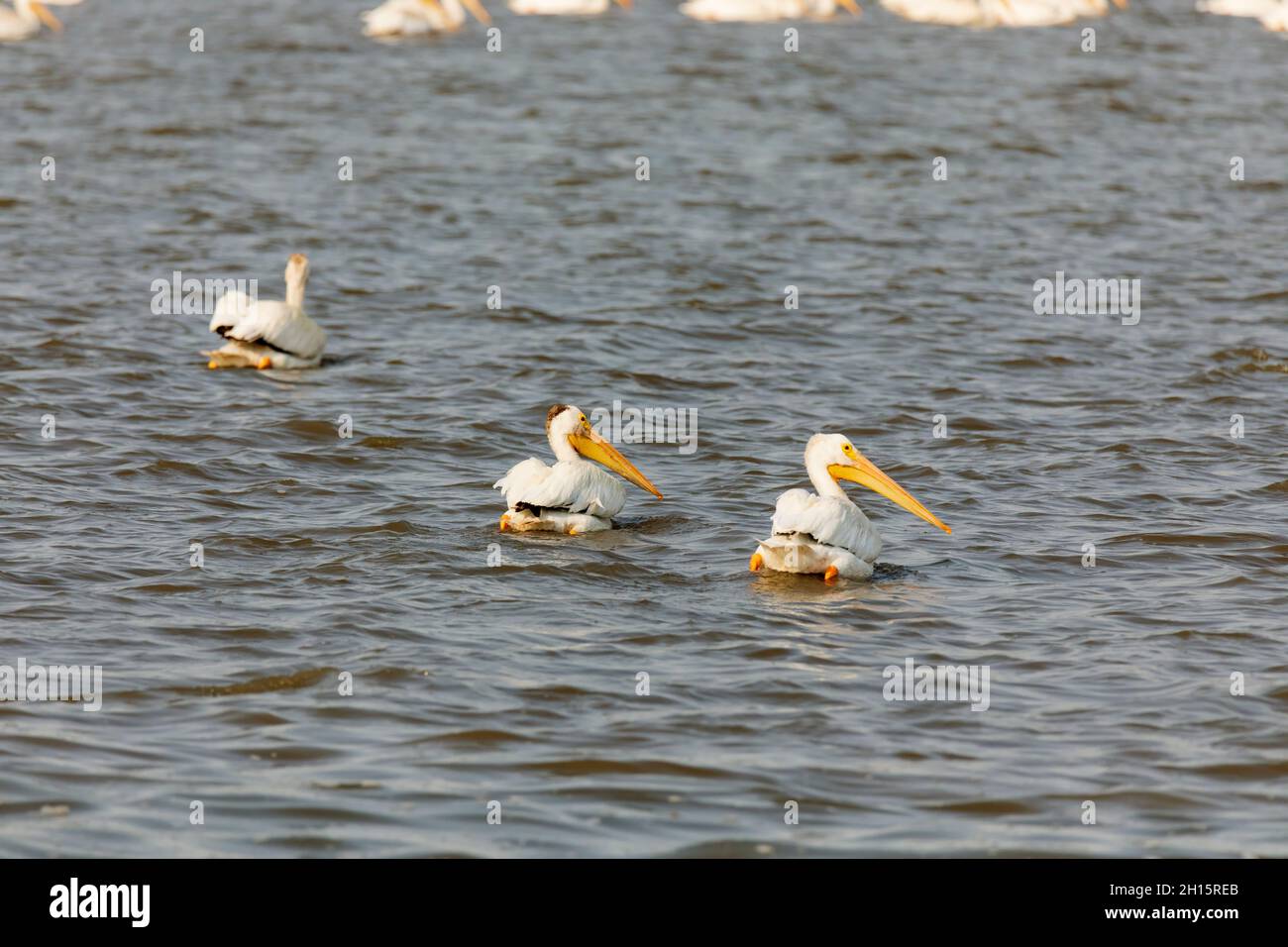 Pélicans blancs américains, Pelecanus erythrorhynchos sur la rivière Illinois Banque D'Images
