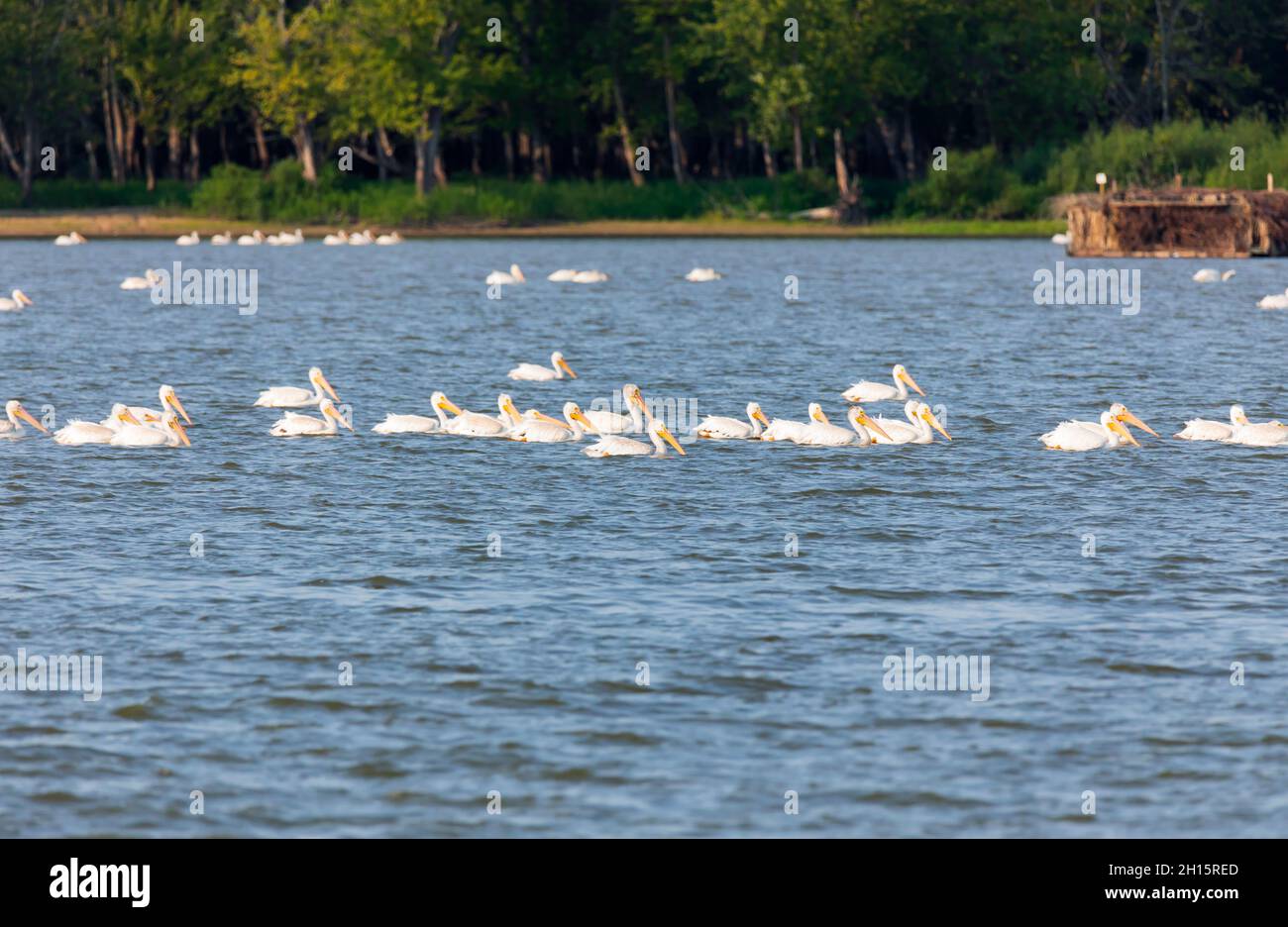 Pélicans blancs américains, Pelecanus erythrorhynchos sur la rivière Illinois Banque D'Images