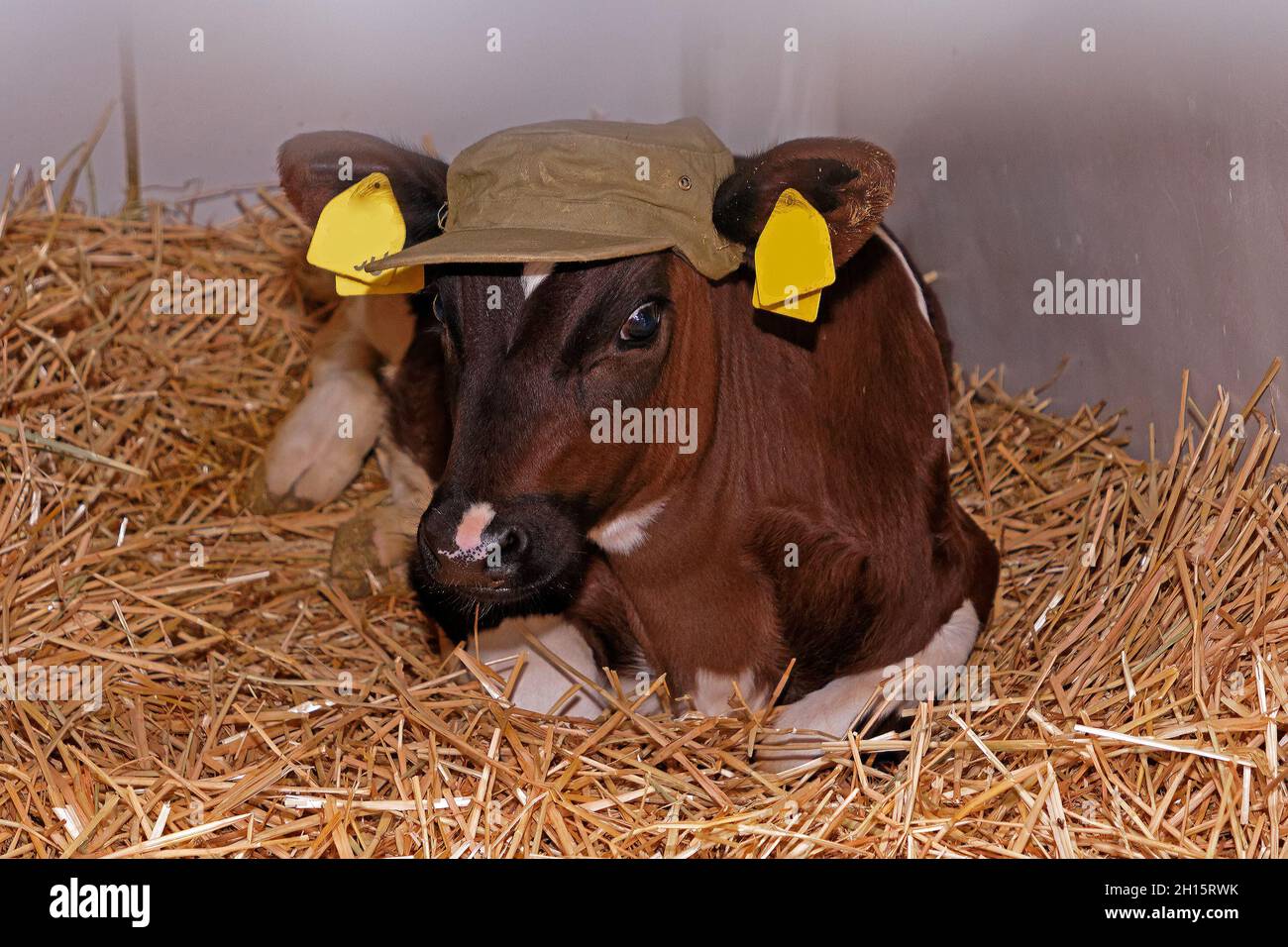 Jeune vache assise sur le foin à l'intérieur de la ferme avec un accessoire  de chapeau mignon Photo Stock - Alamy