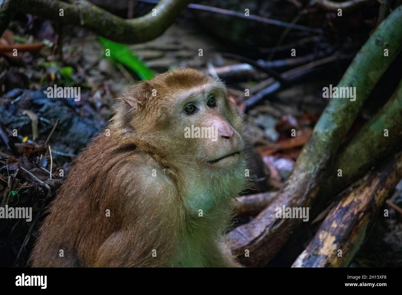 Rhésus Macaque (Macaca mulatta) gros plan.Le singe reposant sur un parc écologique Banque D'Images