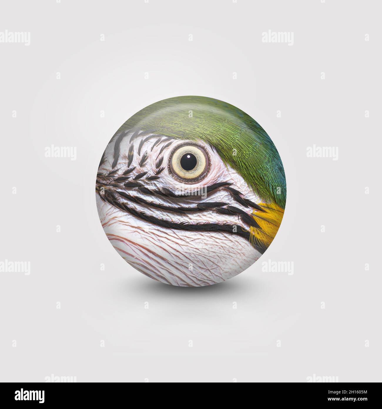 Yeux détail d'une macaw bleu et jaune dans un cercle Banque D'Images Yeux détail d'une macaw bleu et jaune dans un cercle Banque D'Images