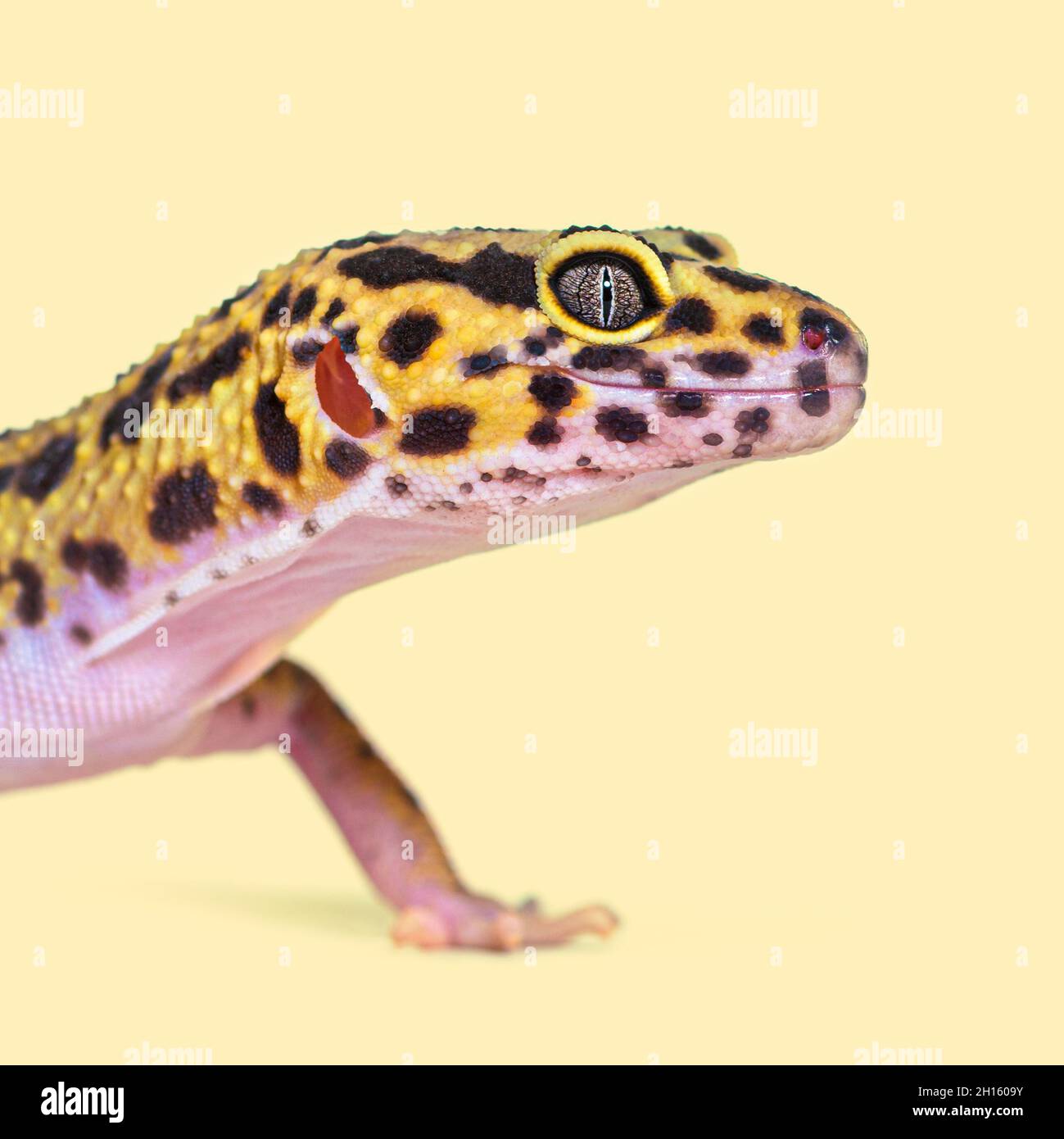 Photo d'un gecko léopard sur fond crème Banque D'Images