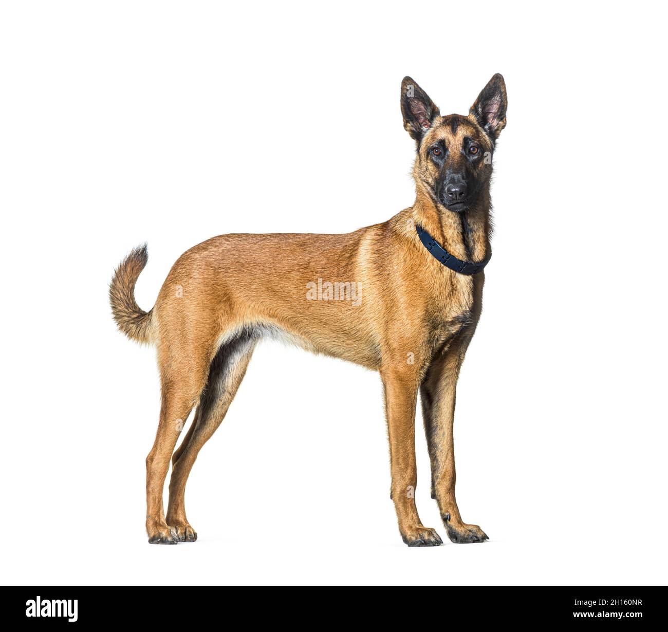 Vue latérale d'un chien Malinois debout regardant l'appareil photo et portant un collier, isolé sur blanc Banque D'Images