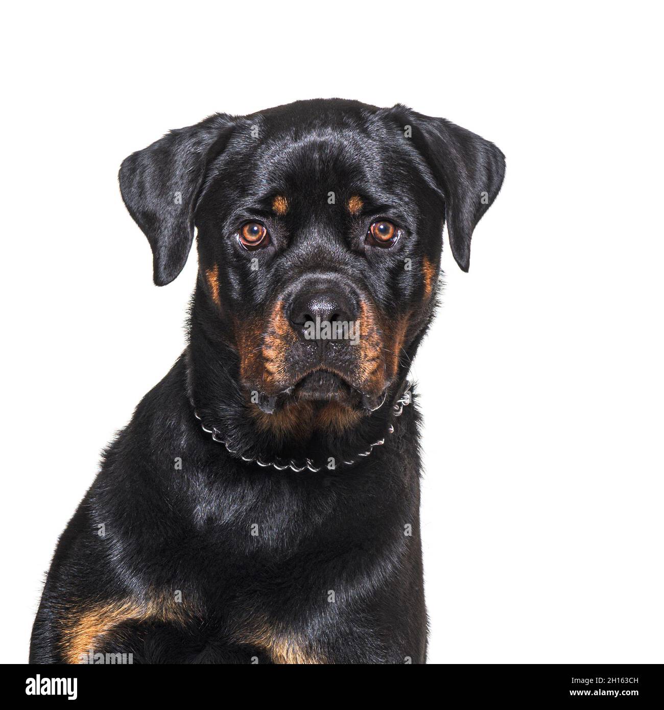 Photo d'un Rottweiler en regardant la caméra, isolée sur blanc Banque D'Images