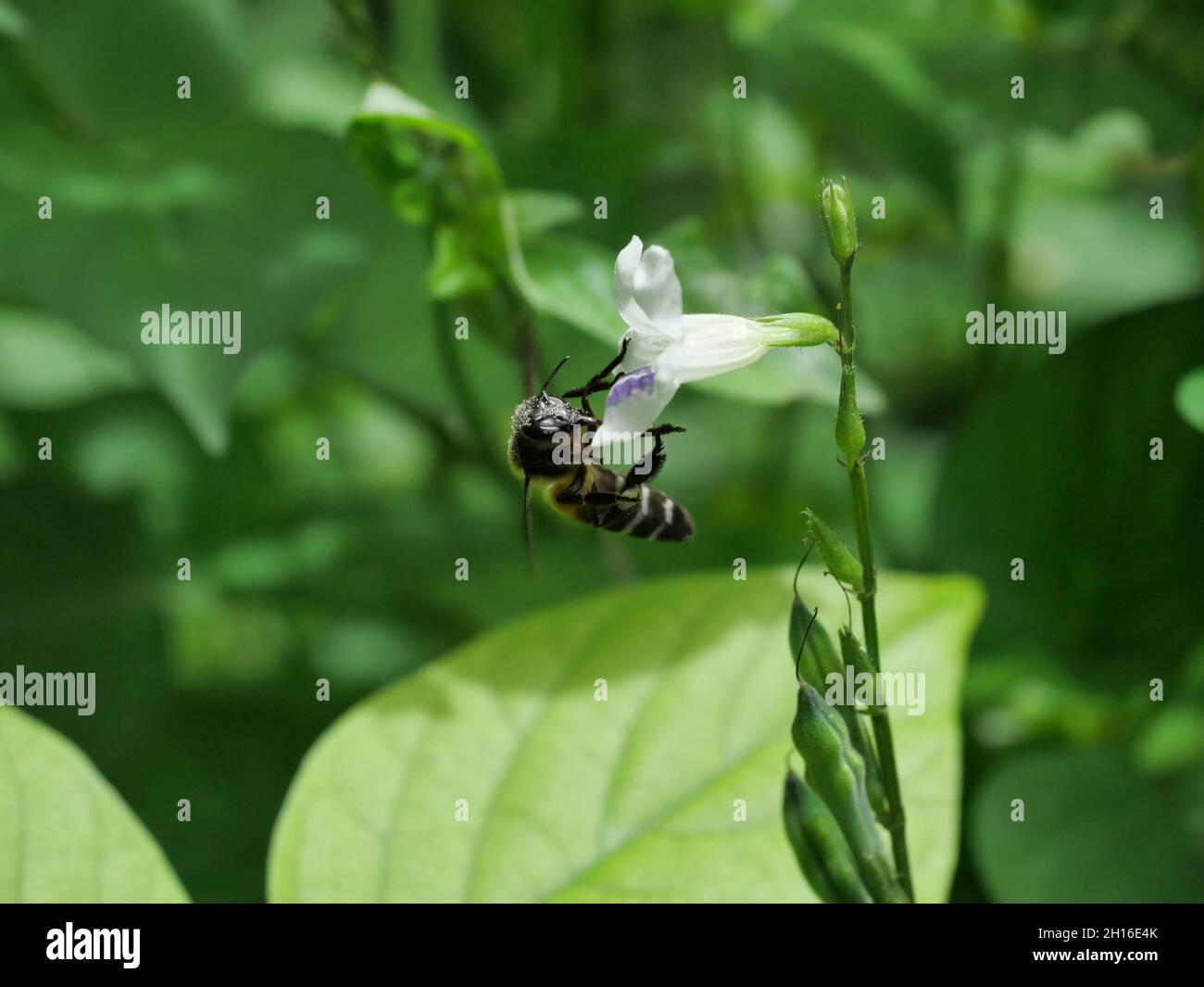 L'abeille géante cherche le nectar sur le violet chinois blanc ou le coromandel ou le renchgant rampant ( Asystasia gangetica ) fleuris dans le champ avec le vert naturel Banque D'Images L'abeille géante cherche le nectar sur le violet chinois blanc ou le coromandel ou le renchgant rampant ( Asystasia gangetica ) fleuris dans le champ avec le vert naturel Banque D'Images