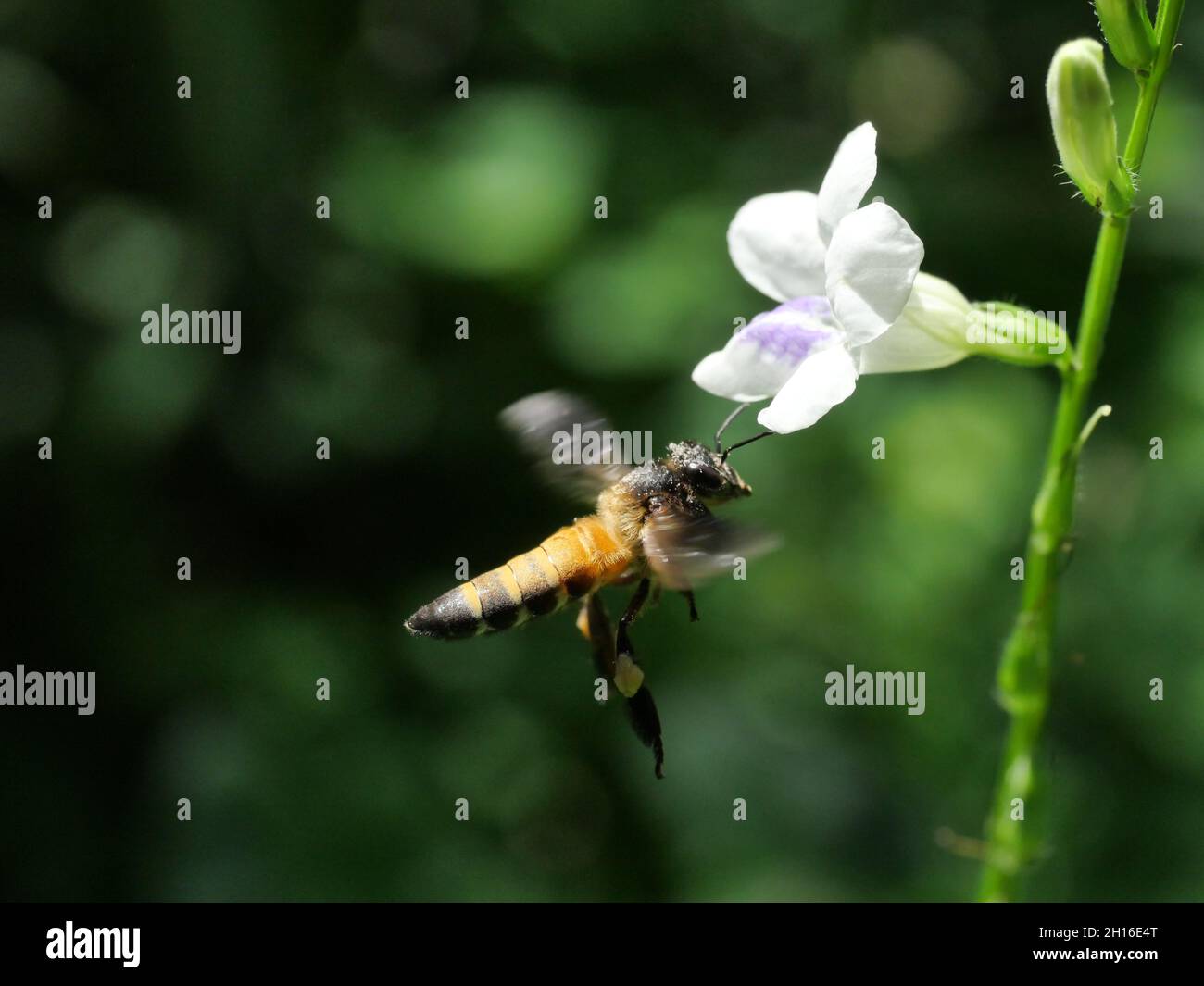 L'abeille géante cherche le nectar sur le violet chinois blanc ou le coromandel ou le renchgant rampant ( Asystasia gangetica ) fleuris dans le champ avec le vert naturel Banque D'Images L'abeille géante cherche le nectar sur le violet chinois blanc ou le coromandel ou le renchgant rampant ( Asystasia gangetica ) fleuris dans le champ avec le vert naturel Banque D'Images