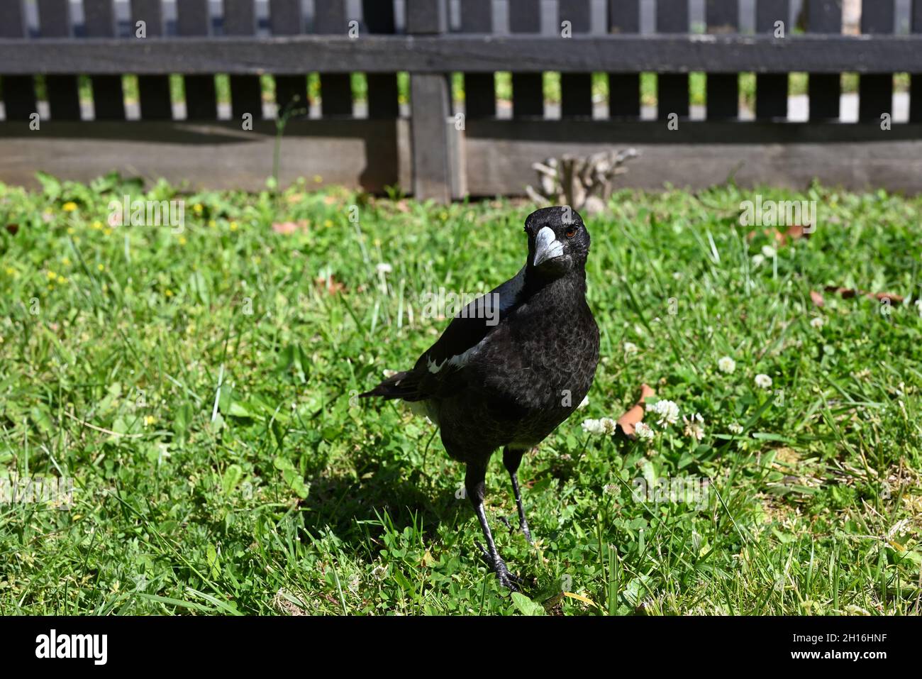 Magpie australienne femelle debout sur une pelouse, avec une clôture en bois à l'arrière-plan, la lumière du soleil s'étalant sur le côté droit du corps de l'oiseau Banque D'Images