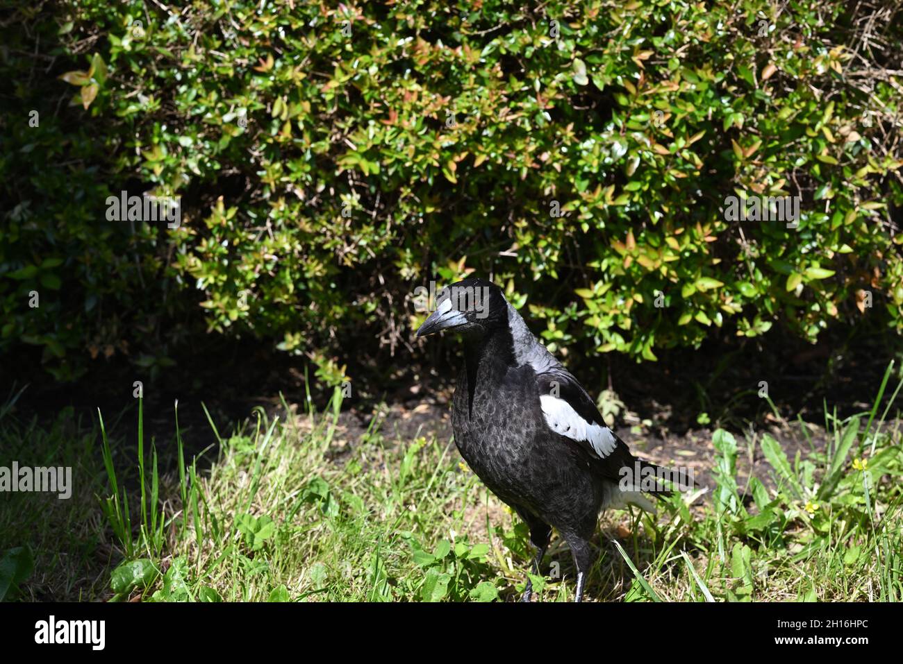 Magpie australienne femelle debout sur une pelouse ensoleillée, avec une haie en arrière-plan, son bec jetant une ombre sur sa poitrine Banque D'Images