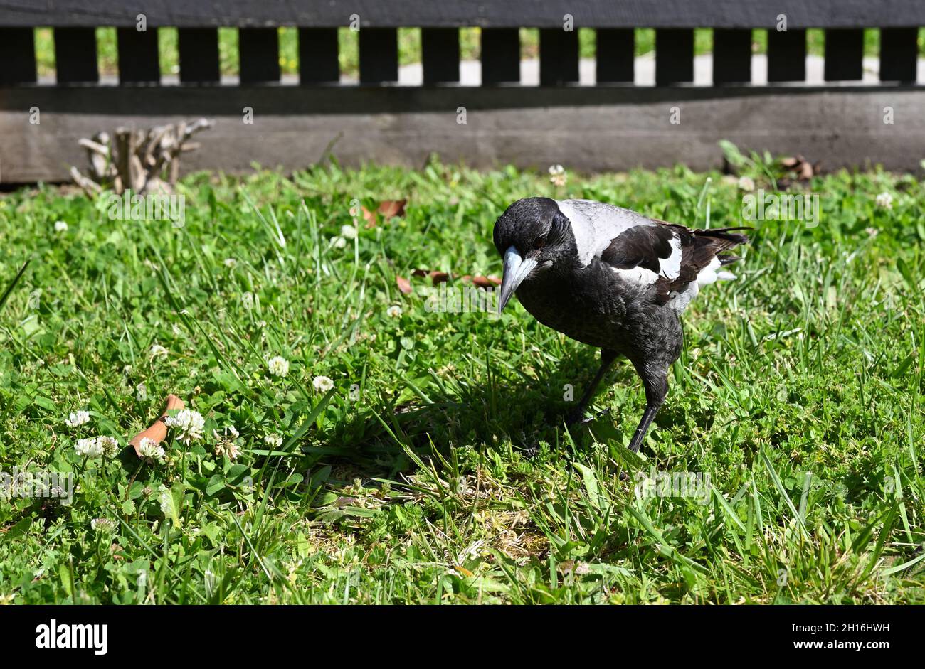 Magpie australienne femelle se pliant pour chercher de la nourriture dans une cour ensoleillée Banque D'Images