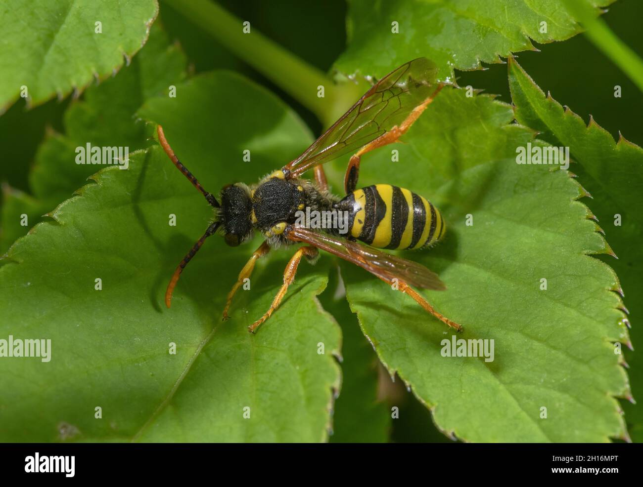 L'abeille nomade de Gooden, Nomada goodeniana, sur la feuille - un parasite de la couvée des abeilles minières. Banque D'Images