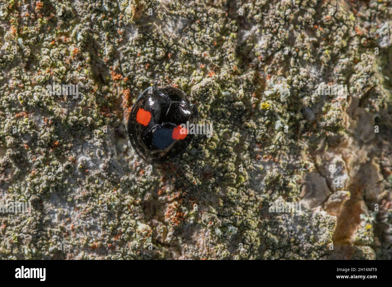 Spot rénal Ladybird, Chilocorus renipustulatus, sur l'écorce des arbres; Norfolk.Se nourrit principalement d'insectes de l'échelle. Banque D'Images