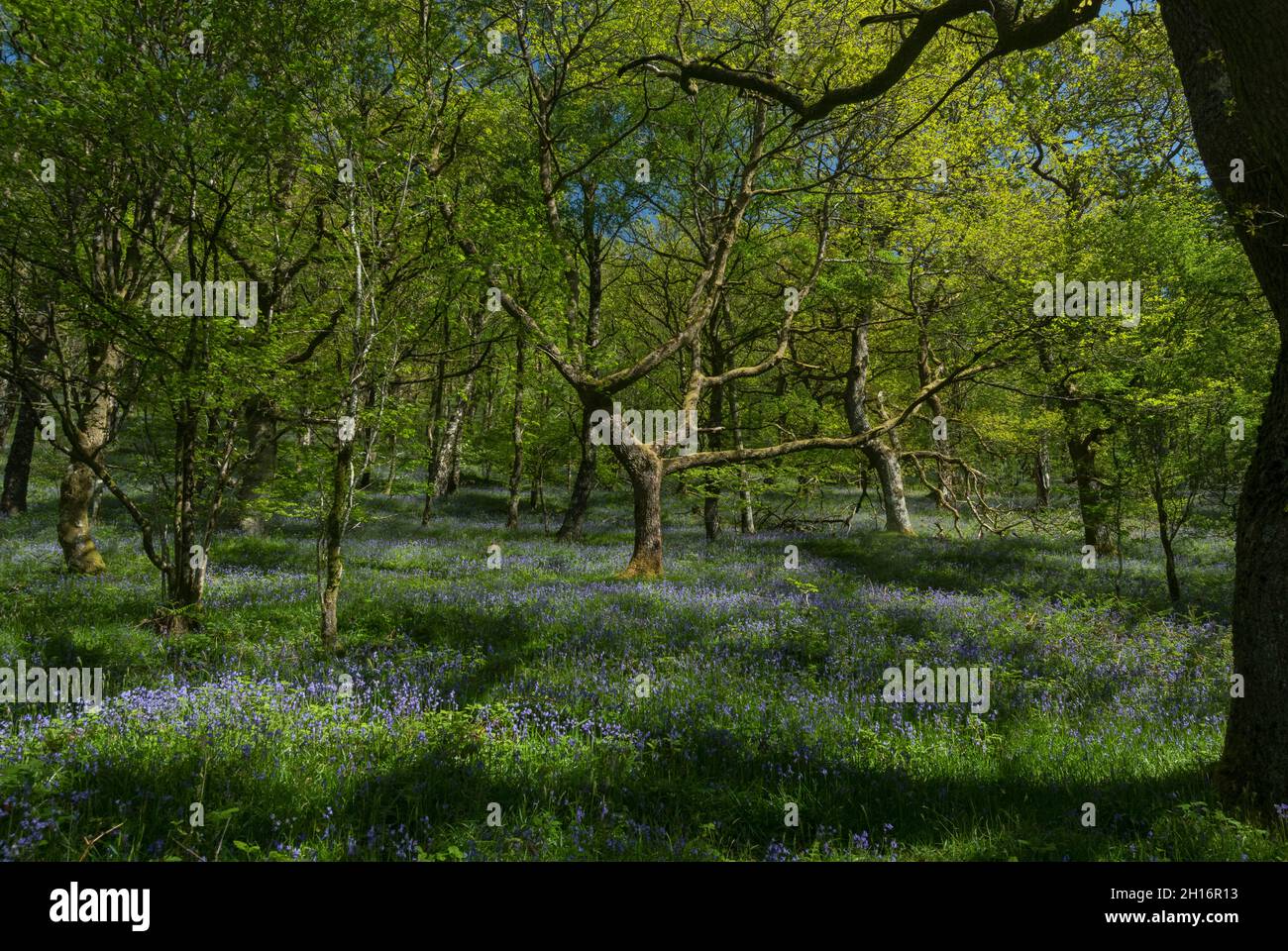Vieux bois de chêne upland avec Bluebells à Gwenffrwd-Dinas, réserve RSPB, Carmarthenshire, pays de Galles Banque D'Images