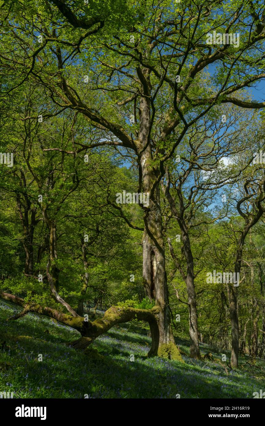 Vieux bois de chêne upland avec Bluebells à Gwenffrwd-Dinas, réserve RSPB, Carmarthenshire, pays de Galles Banque D'Images