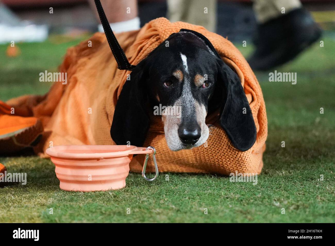 16 octobre 2021: La mascotte des volontaires du Tennessee Smokey reste chaude pendant le match de football de la NCAA entre les volontaires de l'Université du Tennessee et les rebelles Ole Miss au stade Neyland à Knoxville TN Tim Gangloff/CSM Banque D'Images