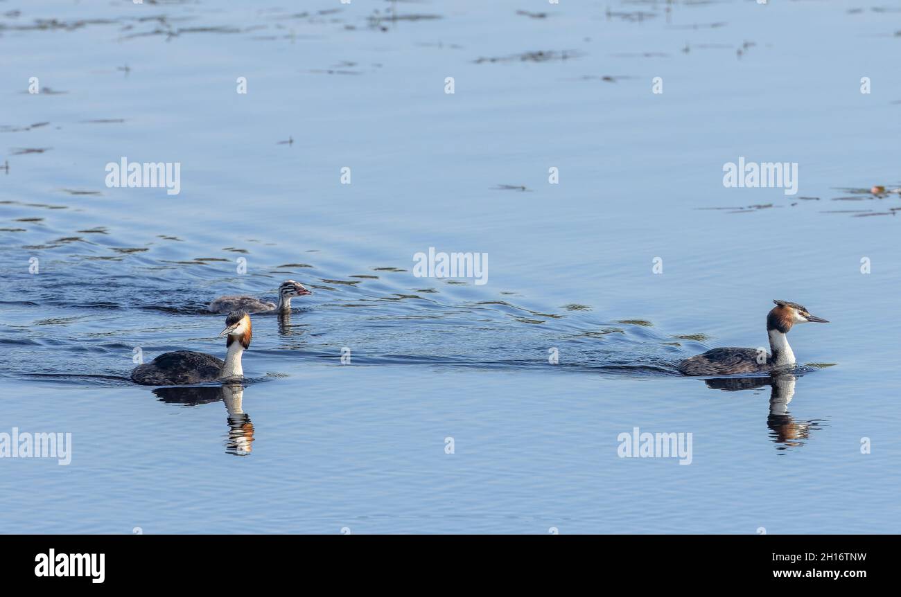 Paire de grands grebes à crête, Podiceps cristatus, avec leur poussin restant.Les niveaux de Somerset. Banque D'Images