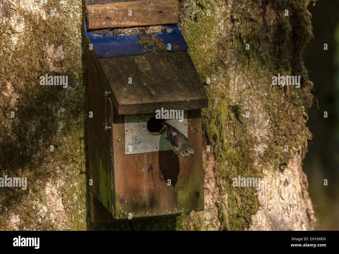 Femelle Pied flycatcher, Ficedula hypoleuca, laissant sa boîte de nidification dans la réserve de Gwenffrwd-Dinas, au milieu du pays de Galles. Banque D'Images