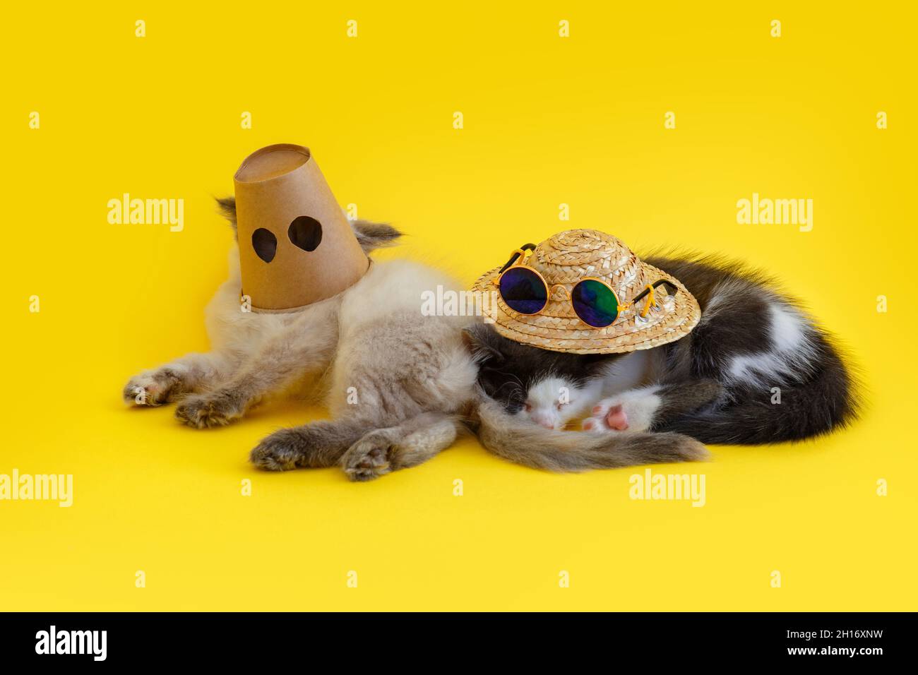 2 deux chatons moelleux en chapeaux lunettes isolées sur fond jaune.Creative meme concept drôle de chats domestiques animaux animaux de compagnie amis animaux dans la coupe de papier Banque D'Images