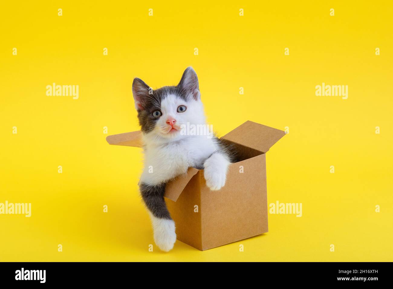 Chaton drôle dans une boîte en carton isolée sur fond jaune de couleur avec espace de copie.Beau chat noir et blanc regarde la boîte de livraison de nourriture avec des pattes Banque D'Images