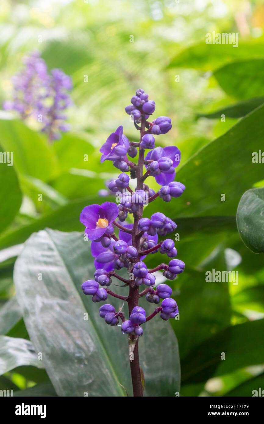 La fleur violette foncée de la plante du gingembre bleu (Dichorisandra  thyrsiflora Photo Stock - Alamy