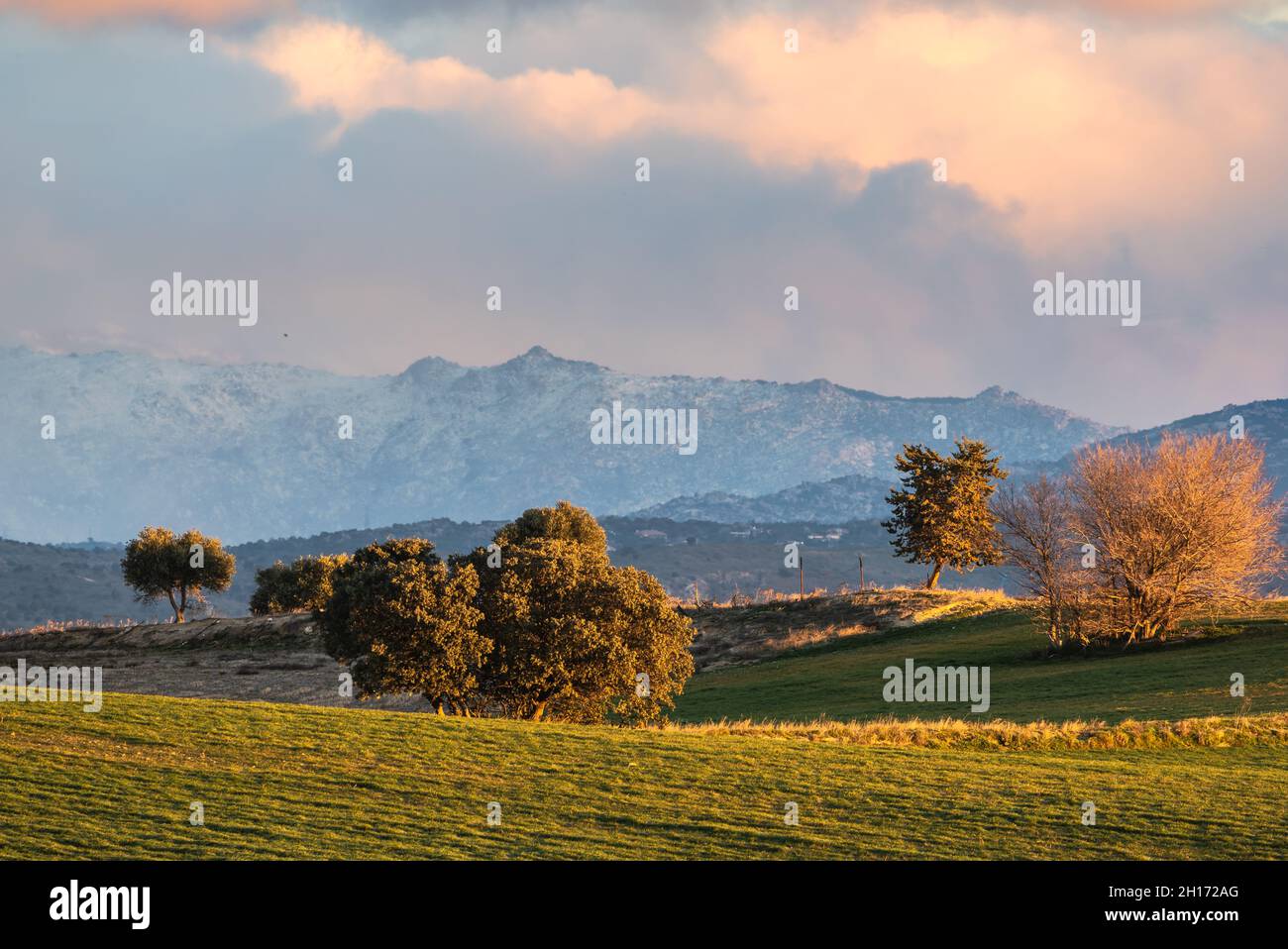 Paysage spectaculaire d'arbres qui poussent dans le champ sous un ciel ensoleillé avec des nuages moelleux dans le parc national de la Sierra de Guadarrama en Espagne Banque D'Images