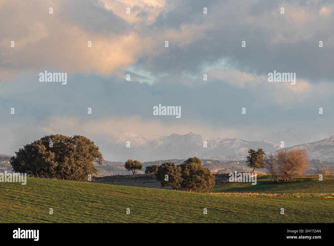 Paysage spectaculaire d'arbres qui poussent dans le champ sous un ciel ensoleillé avec des nuages moelleux dans le parc national de la Sierra de Guadarrama en Espagne Banque D'Images