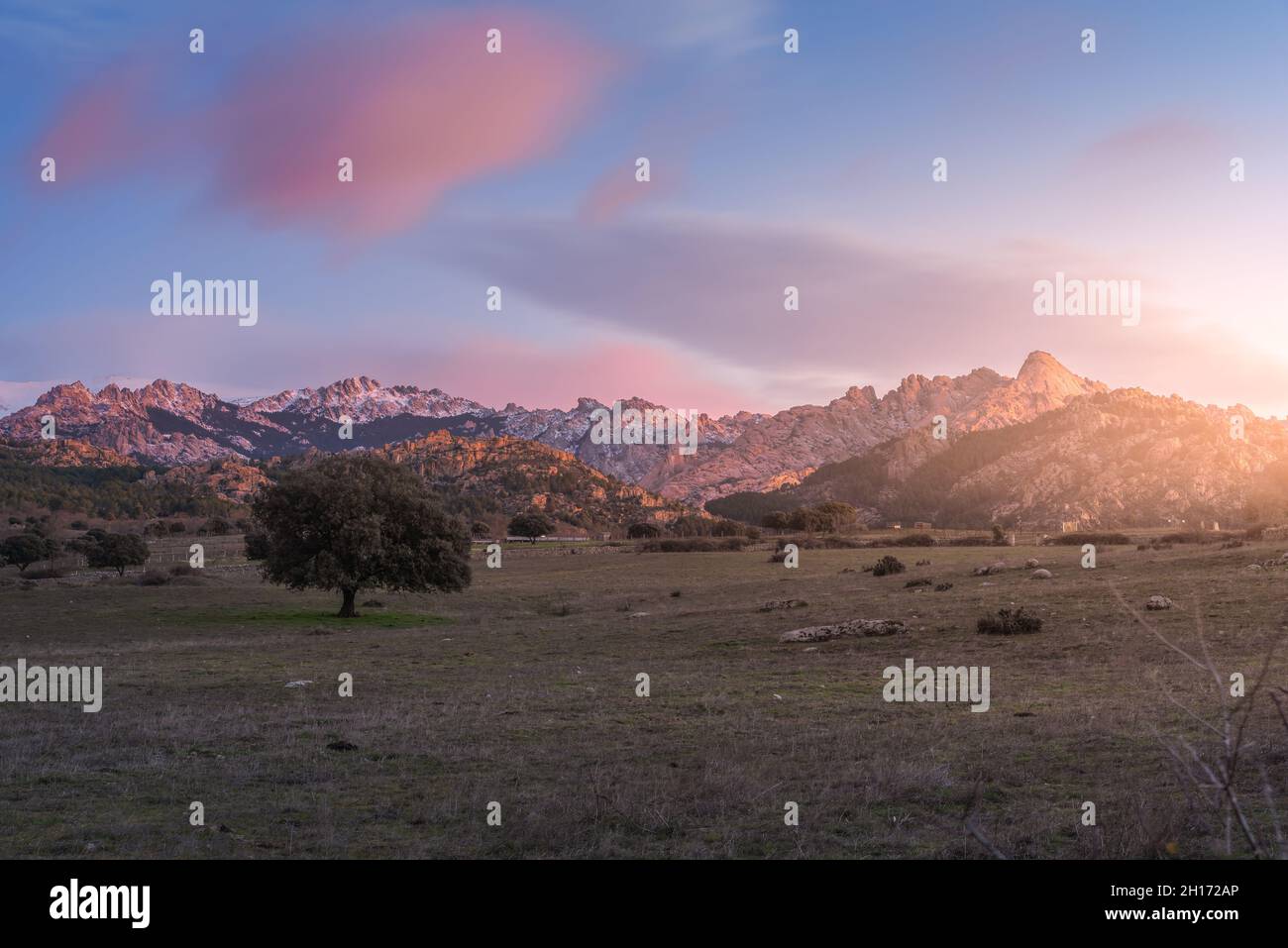 Paysage spectaculaire d'arbres qui poussent dans le champ sous un ciel ensoleillé avec des nuages roses moelleux dans le parc national de la Sierra de Guadarrama en Espagne Banque D'Images