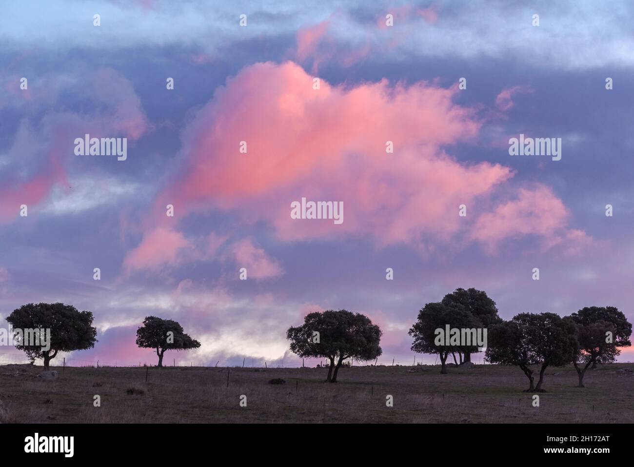 Paysage spectaculaire d'arbres qui poussent dans le champ sous un ciel ensoleillé avec des nuages roses moelleux dans le parc national de la Sierra de Guadarrama en Espagne Banque D'Images