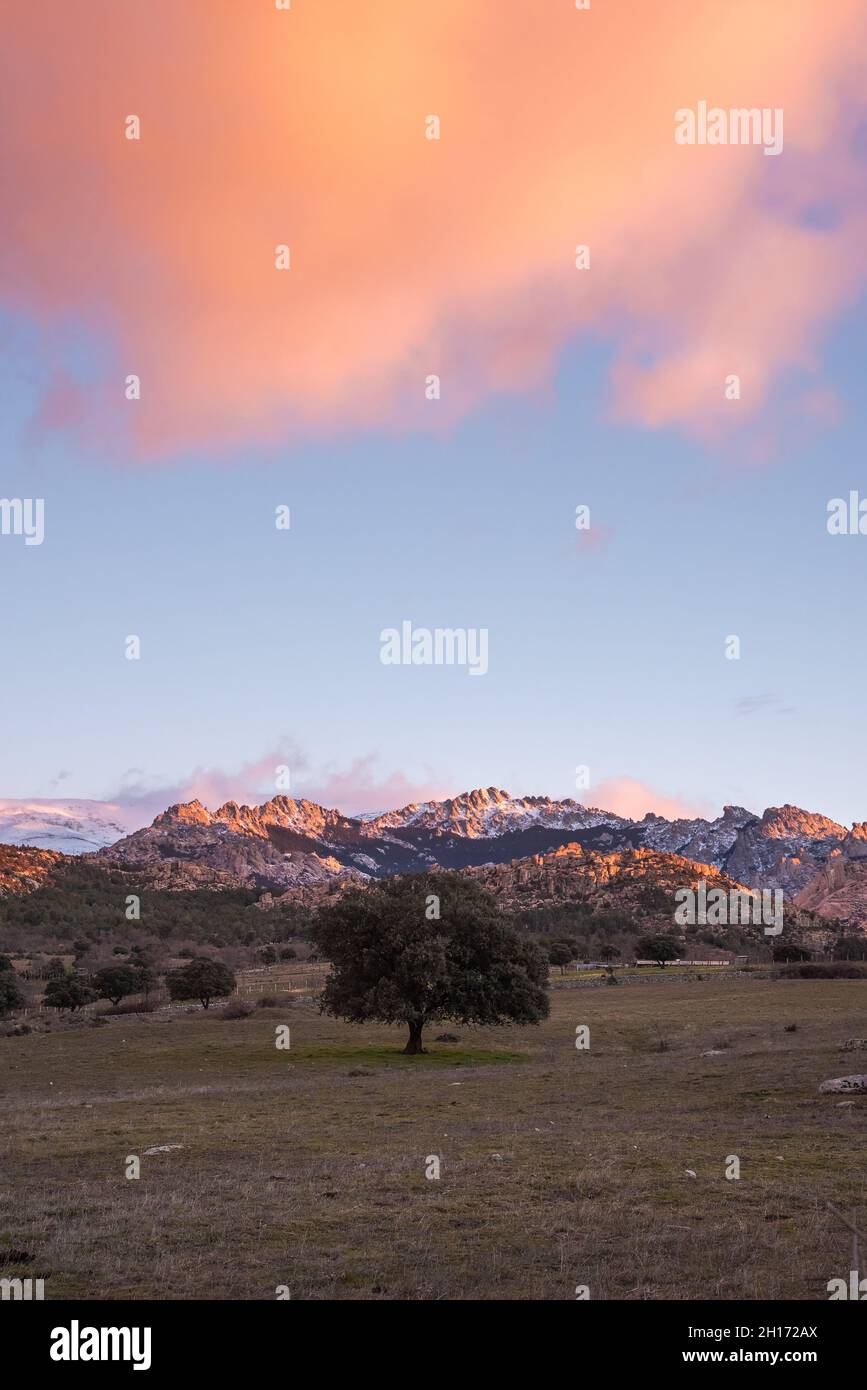 Paysage spectaculaire d'arbres qui poussent dans le champ sous un ciel ensoleillé avec des nuages roses moelleux dans le parc national de la Sierra de Guadarrama en Espagne Banque D'Images