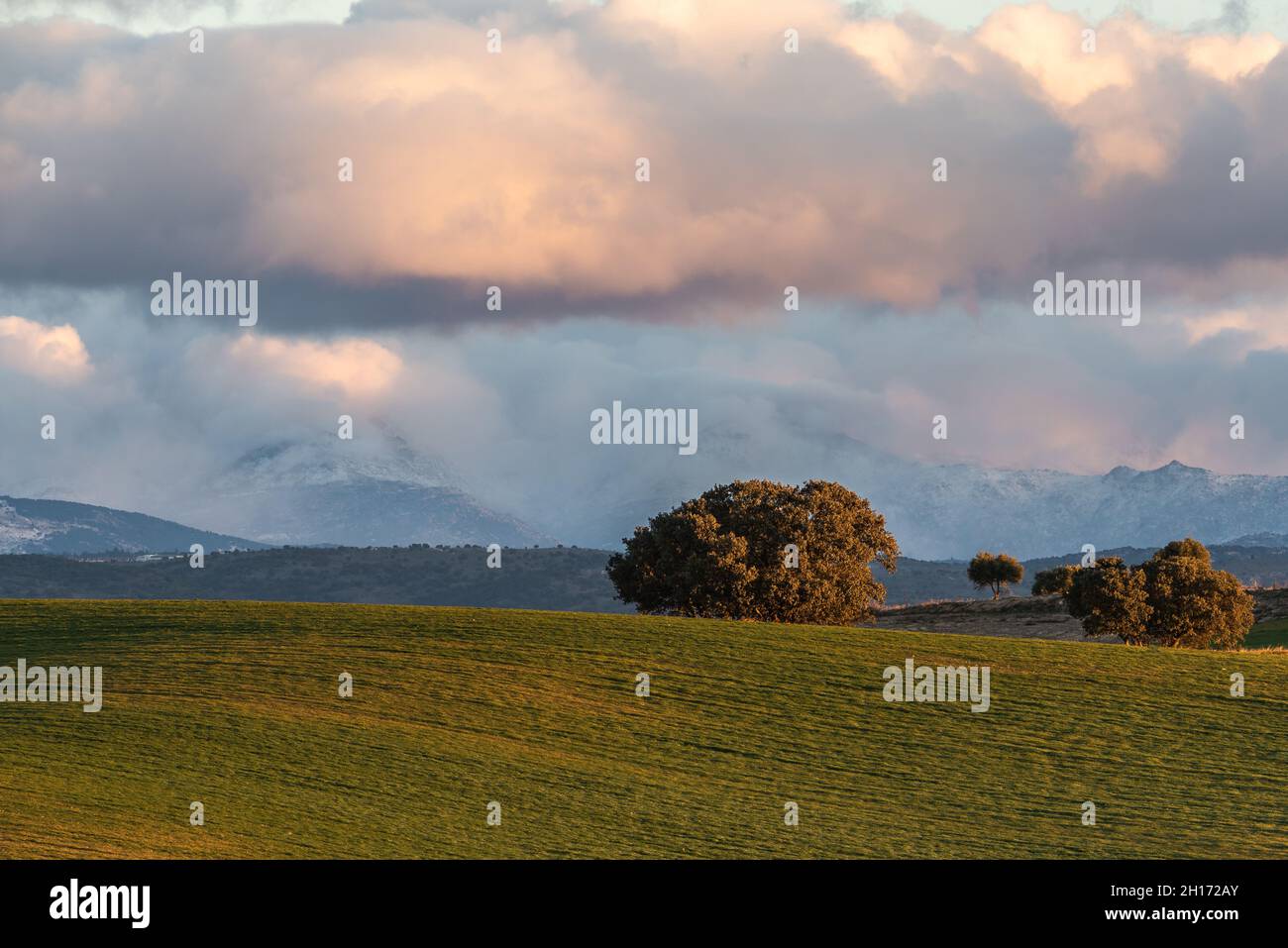 Paysage spectaculaire d'arbres qui poussent dans le champ sous un ciel ensoleillé avec des nuages moelleux dans le parc national de la Sierra de Guadarrama en Espagne Banque D'Images
