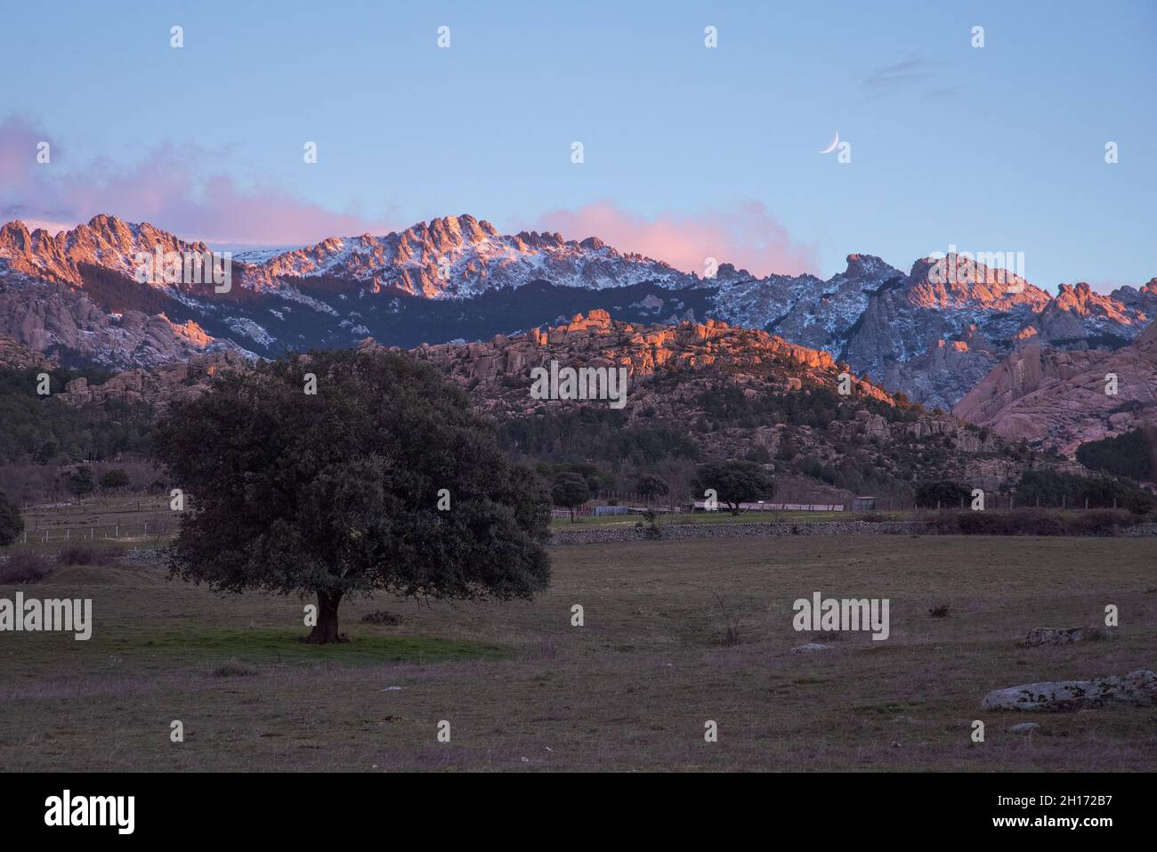 Paysage spectaculaire d'arbres qui poussent dans le champ sous un ciel ensoleillé avec des nuages roses moelleux dans le parc national de la Sierra de Guadarrama en Espagne Banque D'Images