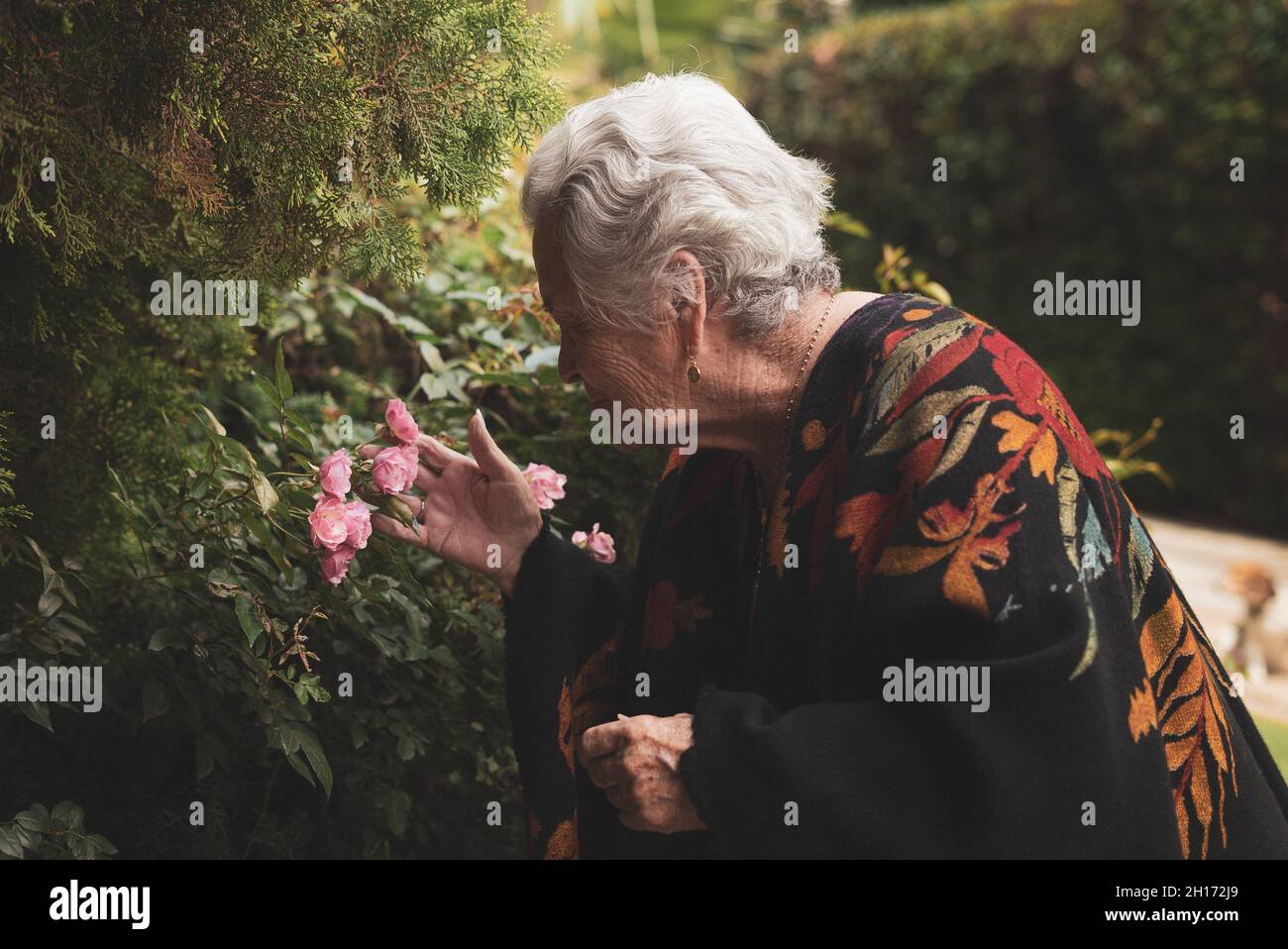 Vue latérale d'une femme âgée se tenant près d'un Bush fleuri de roses roses tout en touchant et en sentant des fleurs fraîches le jour d'été Banque D'Images