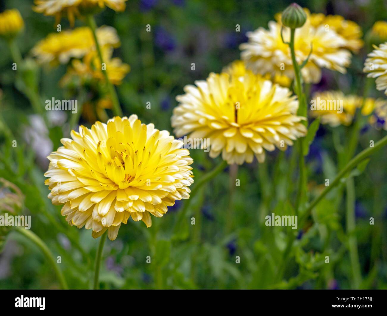 De jolies fleurs jaunes de calendula marigold dans un jardin Banque D'Images