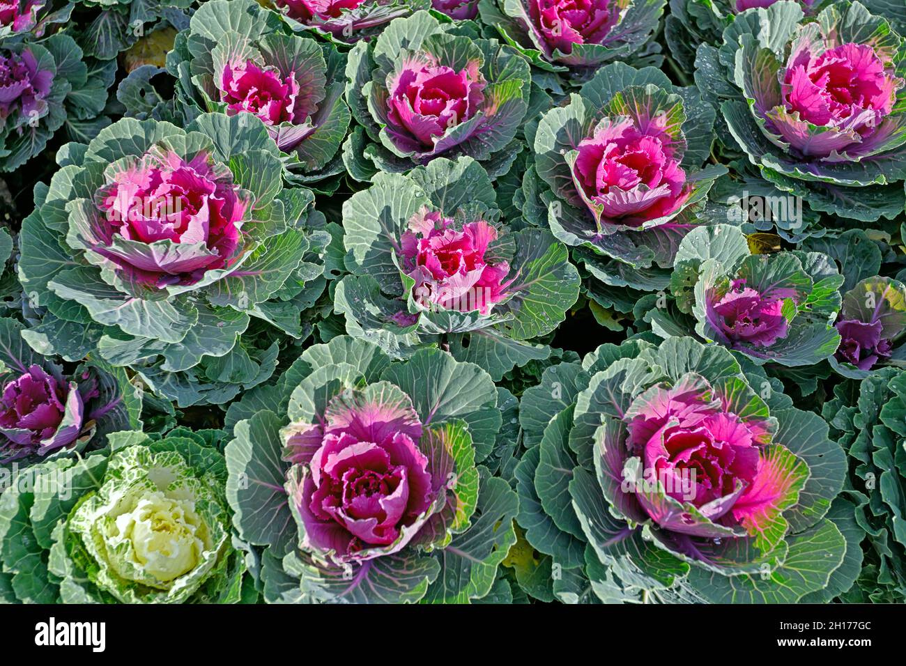 Feuilles de brassica oleracea de chou blanc et violet frais Banque D'Images