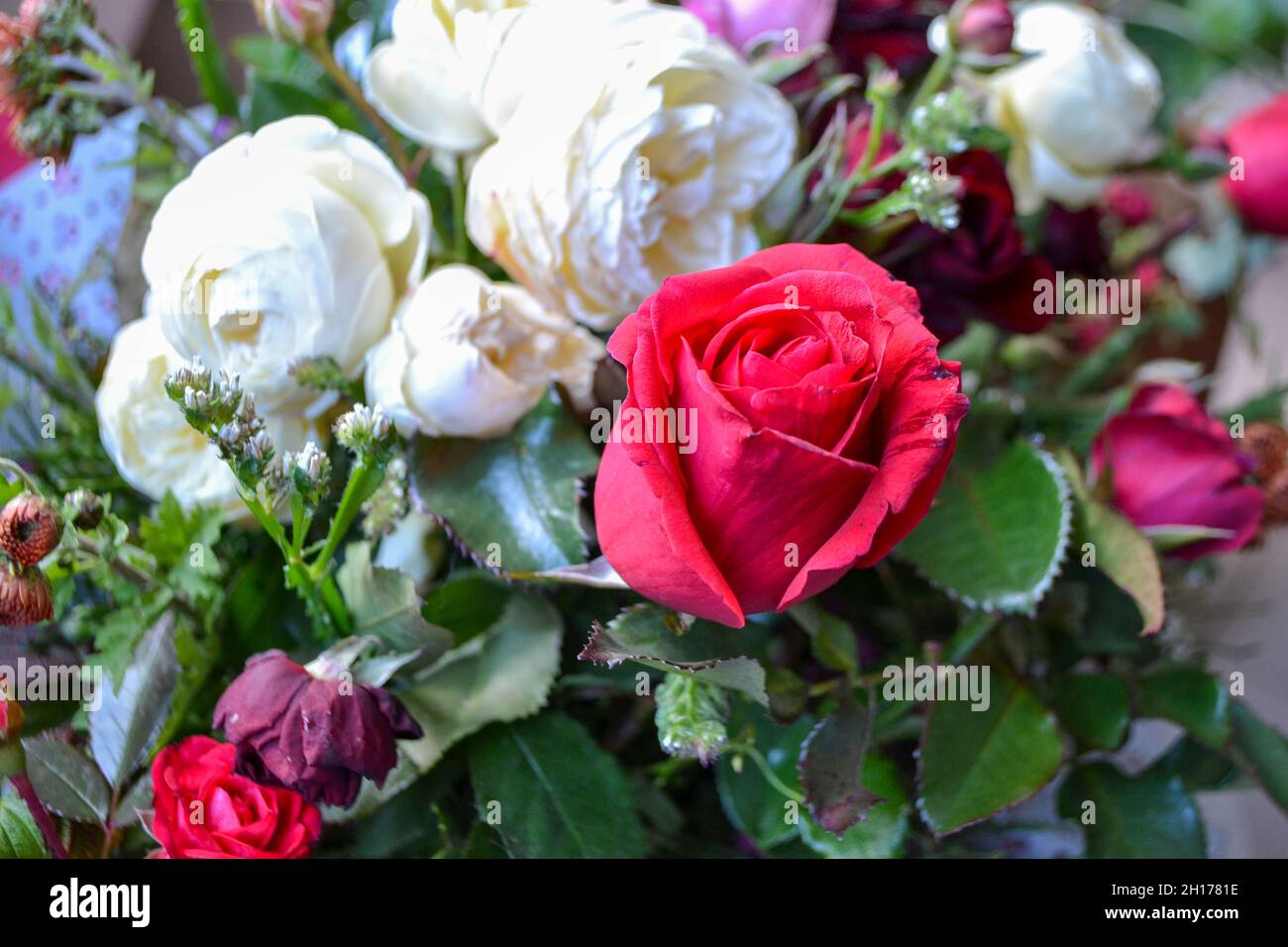 Une rose pleine fleur.Belle fleur rose dans le jardin Banque D'Images