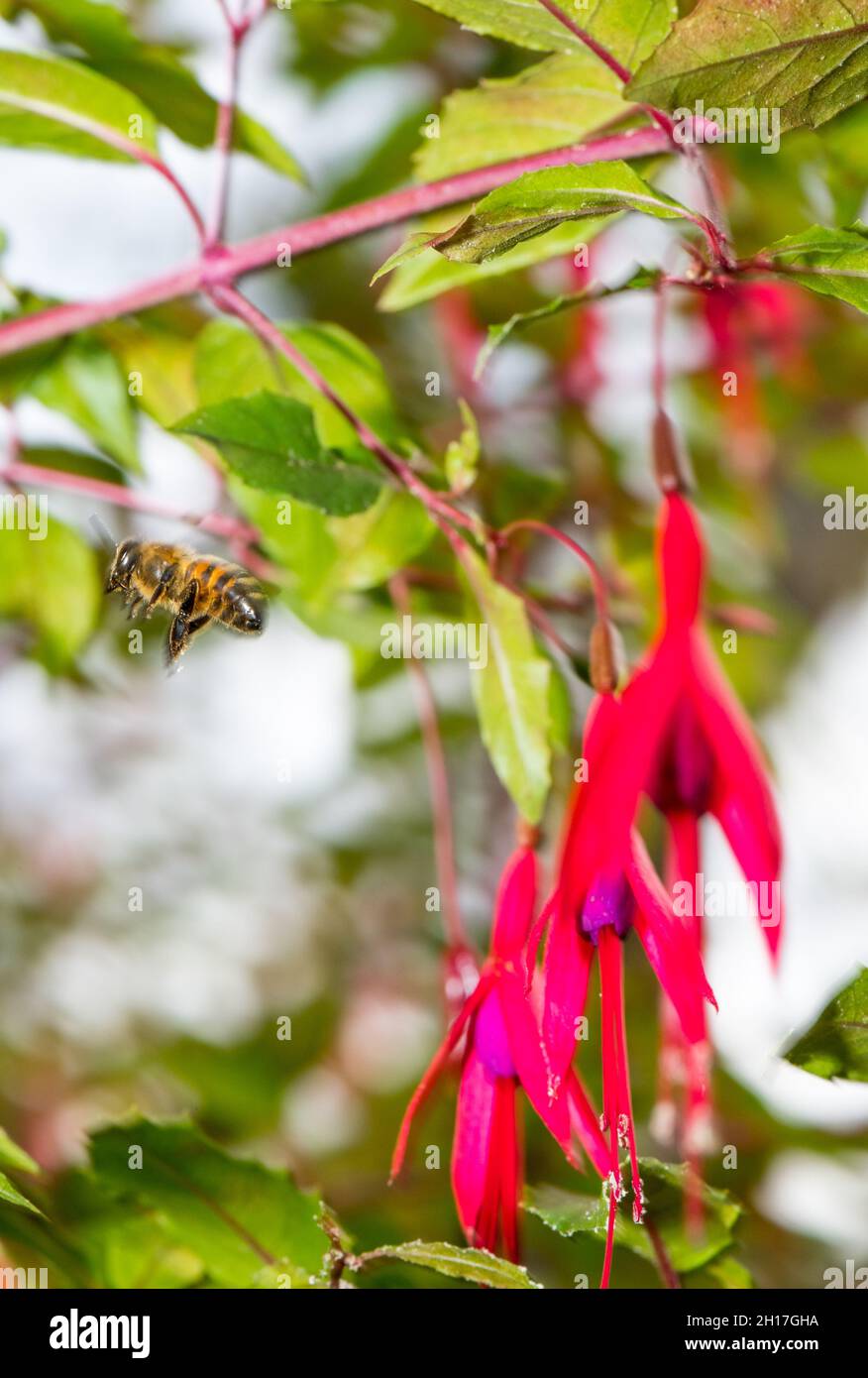 Miel abeille nourrissant à partir d'une fleur de Fuchsia hybride. Banque D'Images