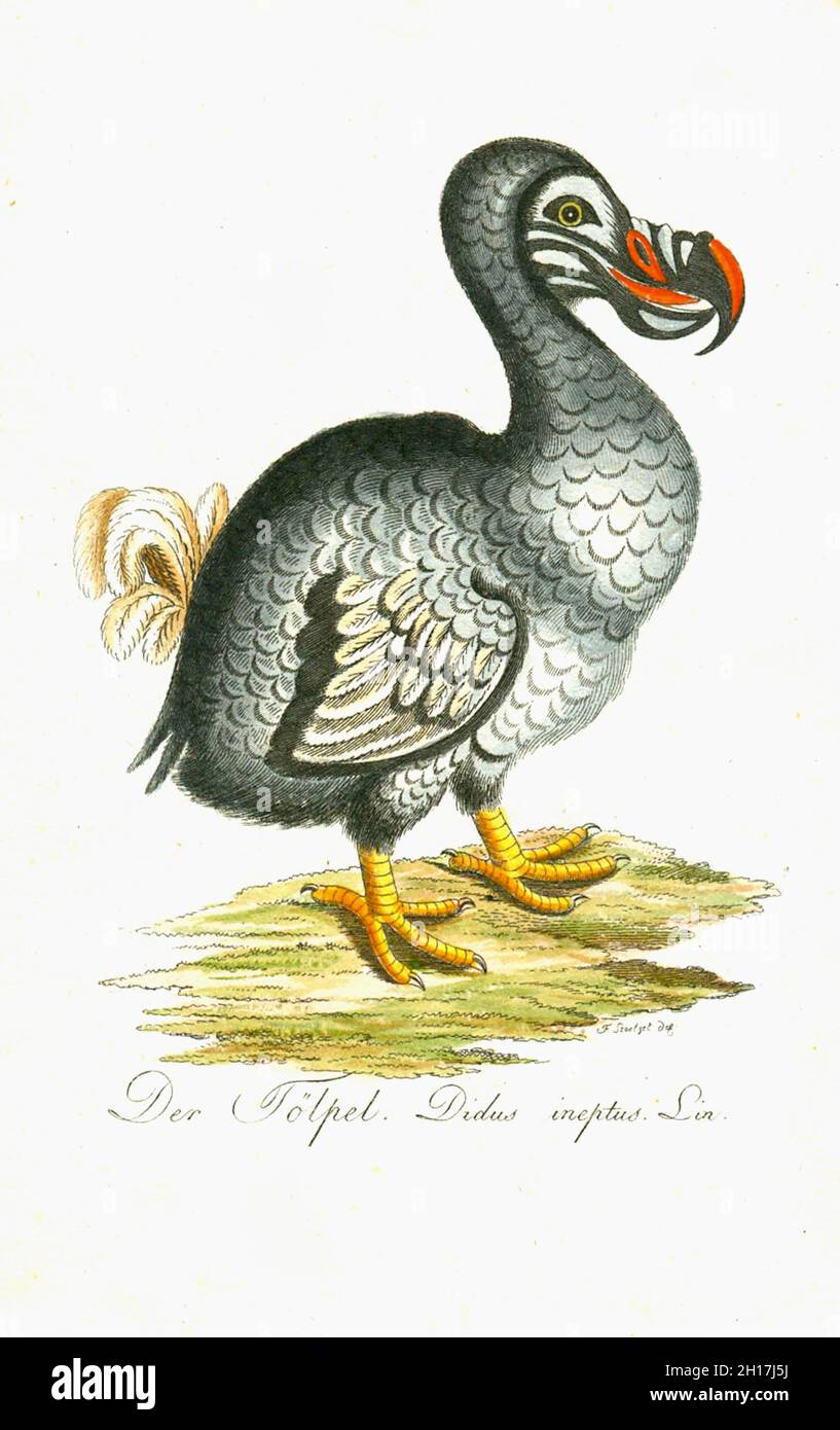 Dodo - Christian Friedrich Stölzel - 1792 Banque D'Images