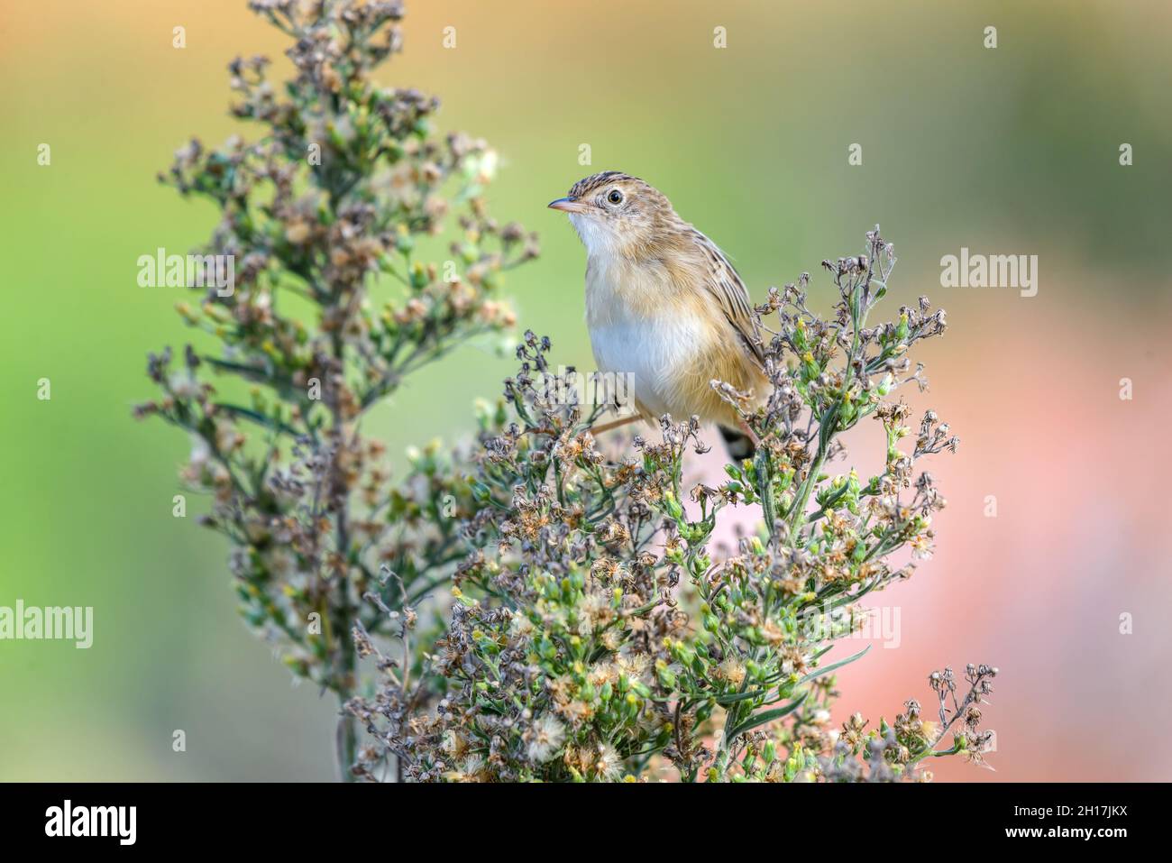 Zitting cisticola (Cisticola joncidis) perché sur la plante de près. Portugal, Europe. Banque D'Images