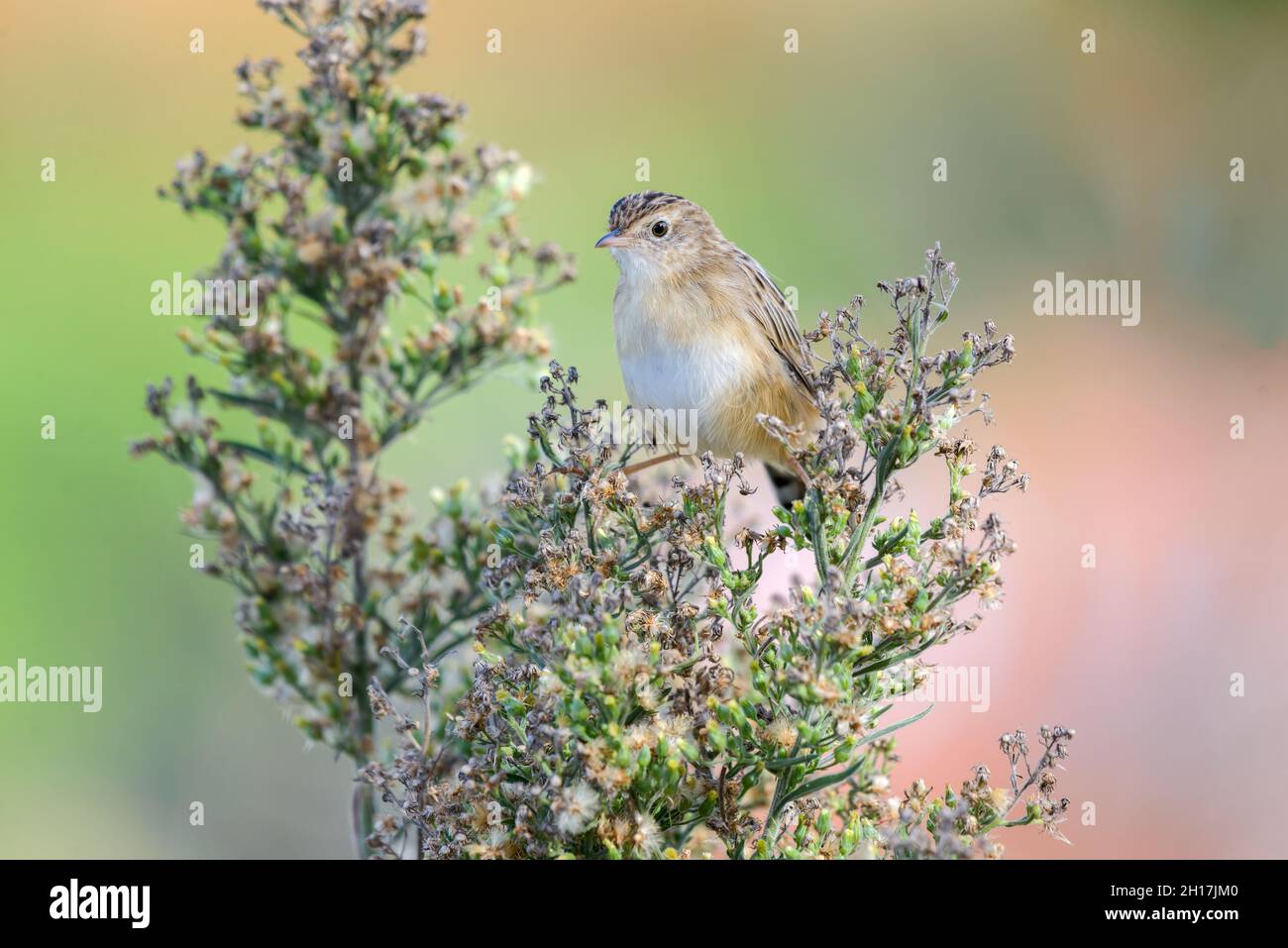 Zitting cisticola (Cisticola joncidis) perché à Horseeed Banque D'Images