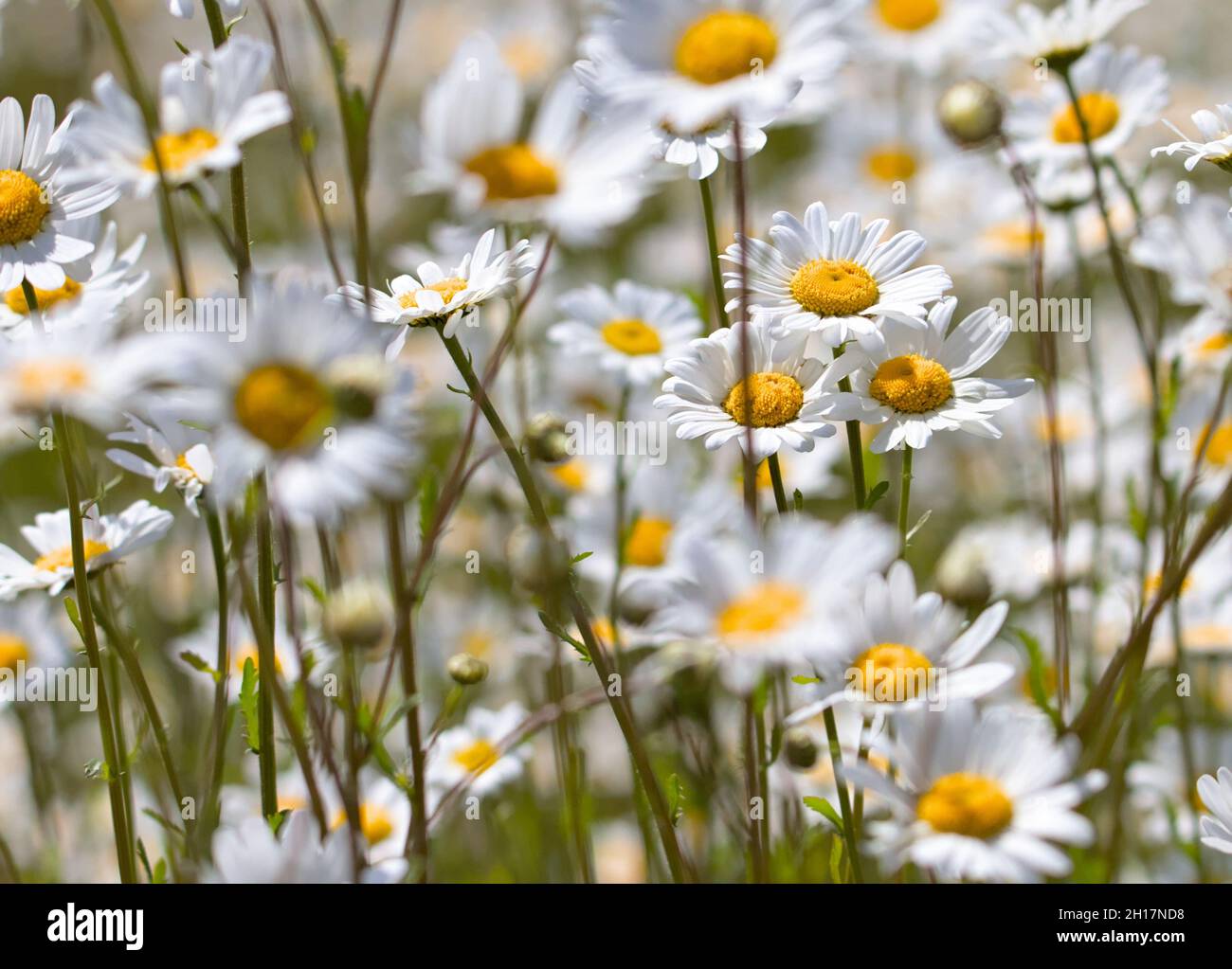 Plusieurs pâquerettes d'Oxeye, Leucanthemum vulgare, croissant dans Un champ Banque D'Images