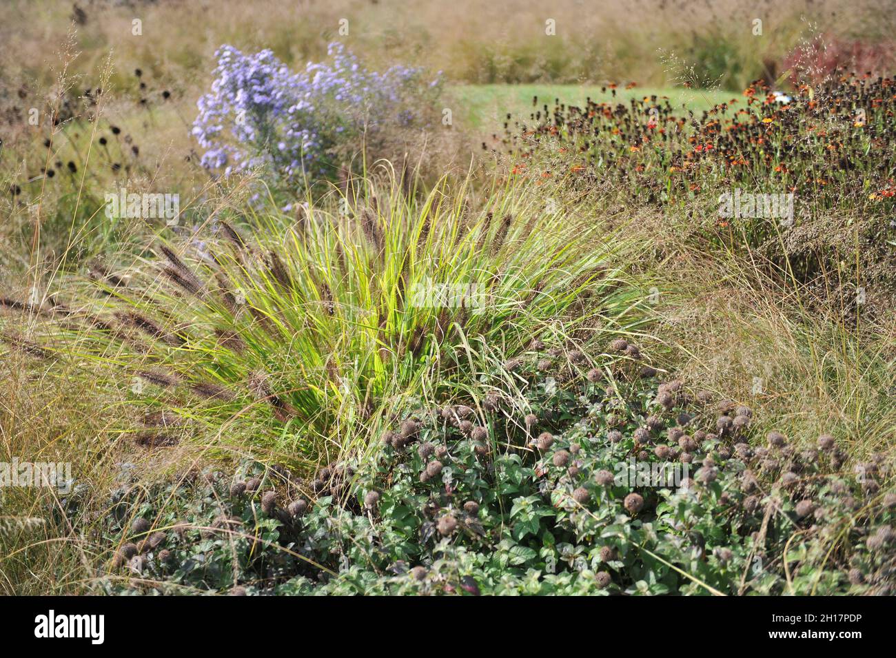 WEIL AM RHEIN, ALLEMAGNE - 22 SEPTEMBRE 2021 : plantation dans un style de prairie vivace conçu par Piet Oudolf au Vitra Design Museum Banque D'Images