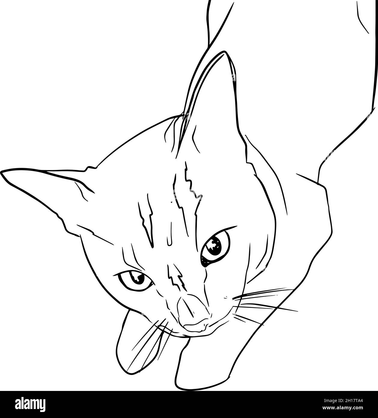 Cat. D'esquisse de la vue de dessus Illustration de Vecteur