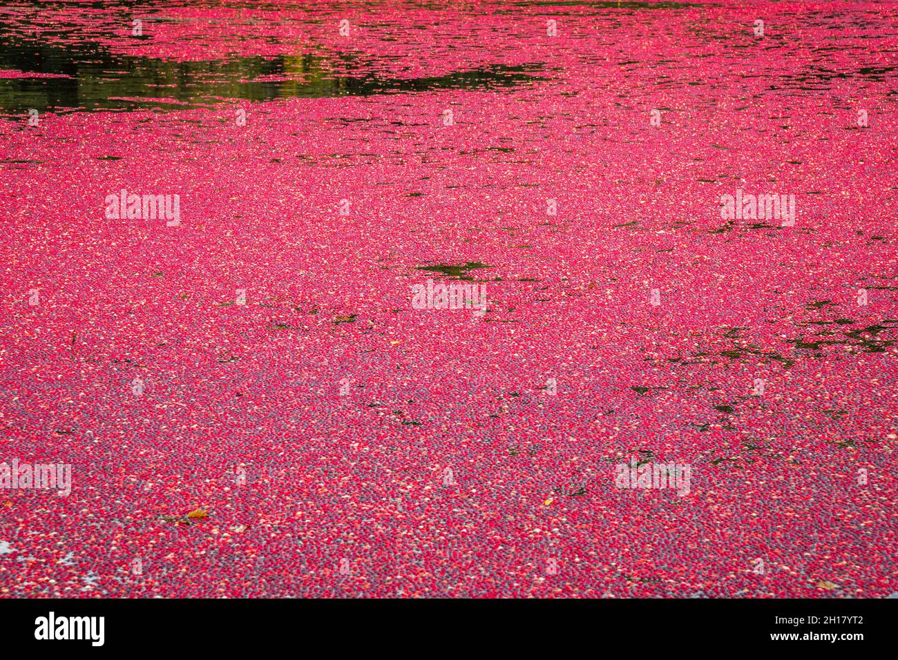 Canneberges rouges brillantes dans la tourbière inondée pendant la récolte annuelle de canneberges à l'automne. Banque D'Images