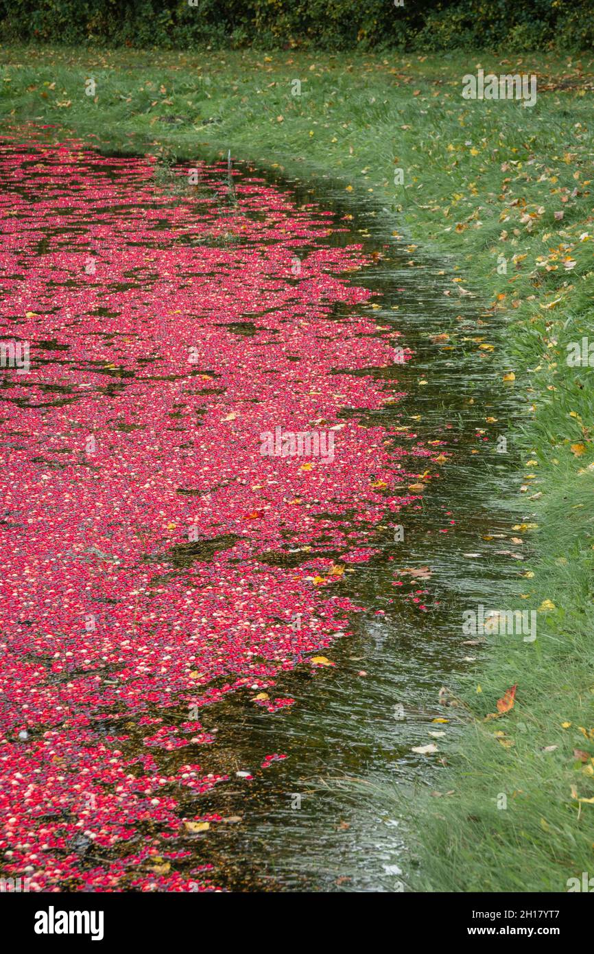 Canneberges rouges brillantes dans la tourbière inondée pendant la récolte annuelle de canneberges à l'automne. Banque D'Images