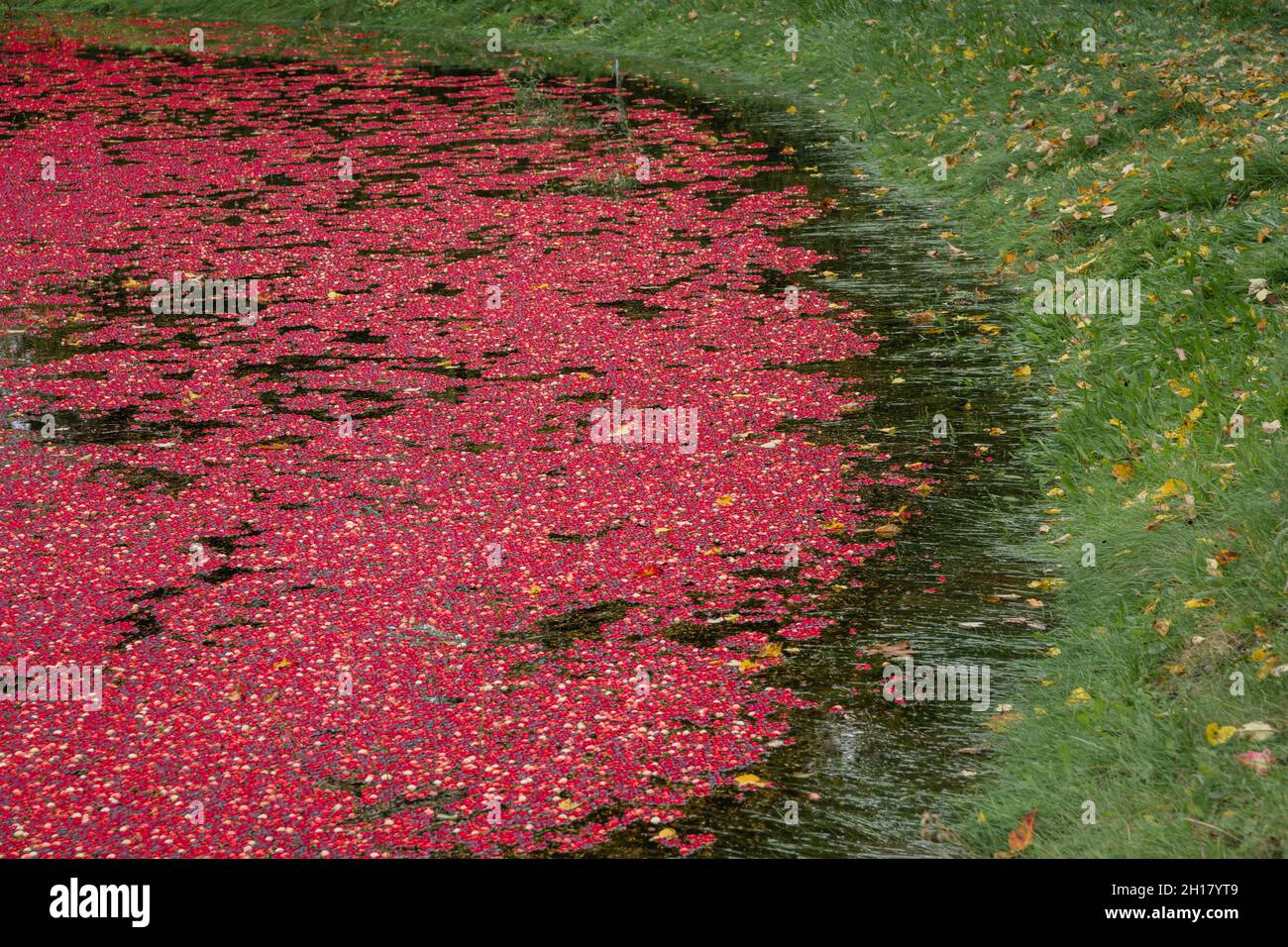 Canneberges rouges brillantes dans la tourbière inondée pendant la récolte annuelle de canneberges à l'automne. Banque D'Images