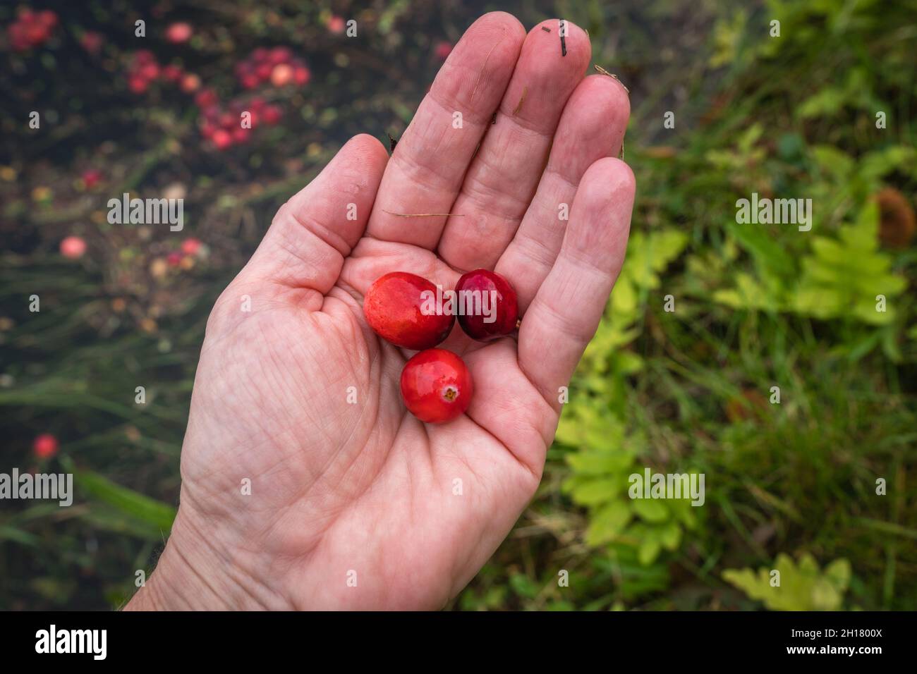 Canneberges rouges brillantes dans la tourbière inondée pendant la récolte annuelle de canneberges à l'automne. Banque D'Images