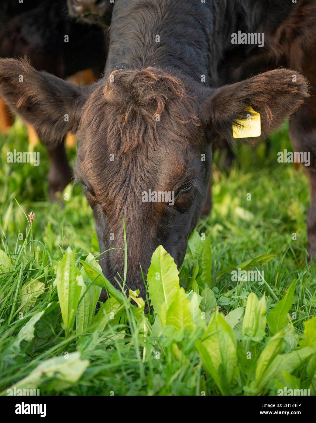 herbe de pâturage de veau de 6 mois Banque D'Images