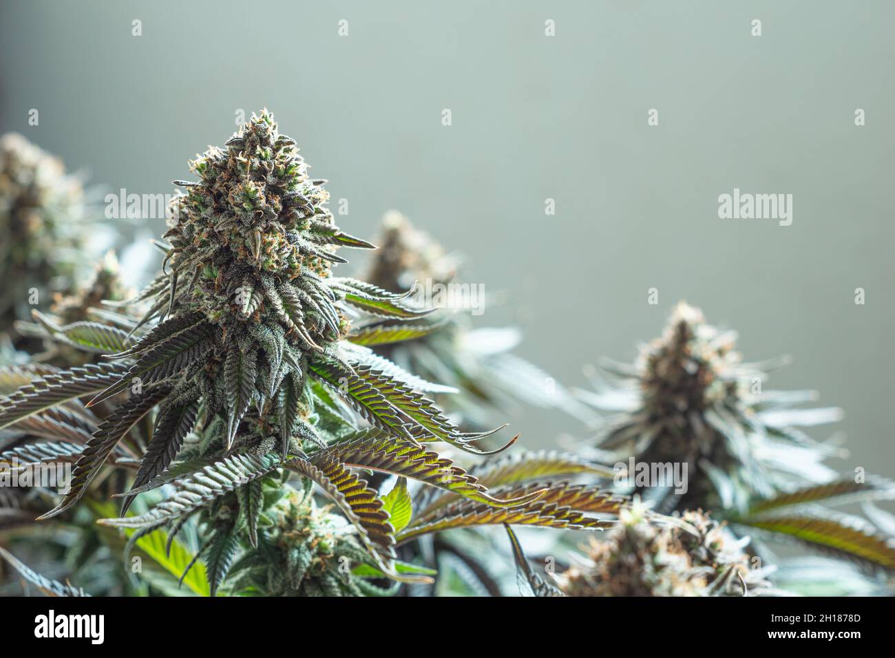 Marijuana médicale ou CBD Hemp Sativa plantes pour le soulagement de la douleur prêt pour la récolte Banque D'Images