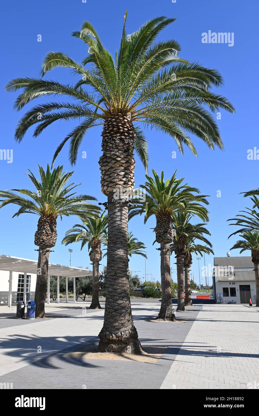 IRVINE, CALIFORNIE - 15 octobre 2021 : palmiers dans le complexe des arts de Palm court, dans le grand parc du comté d'Orange. Banque D'Images